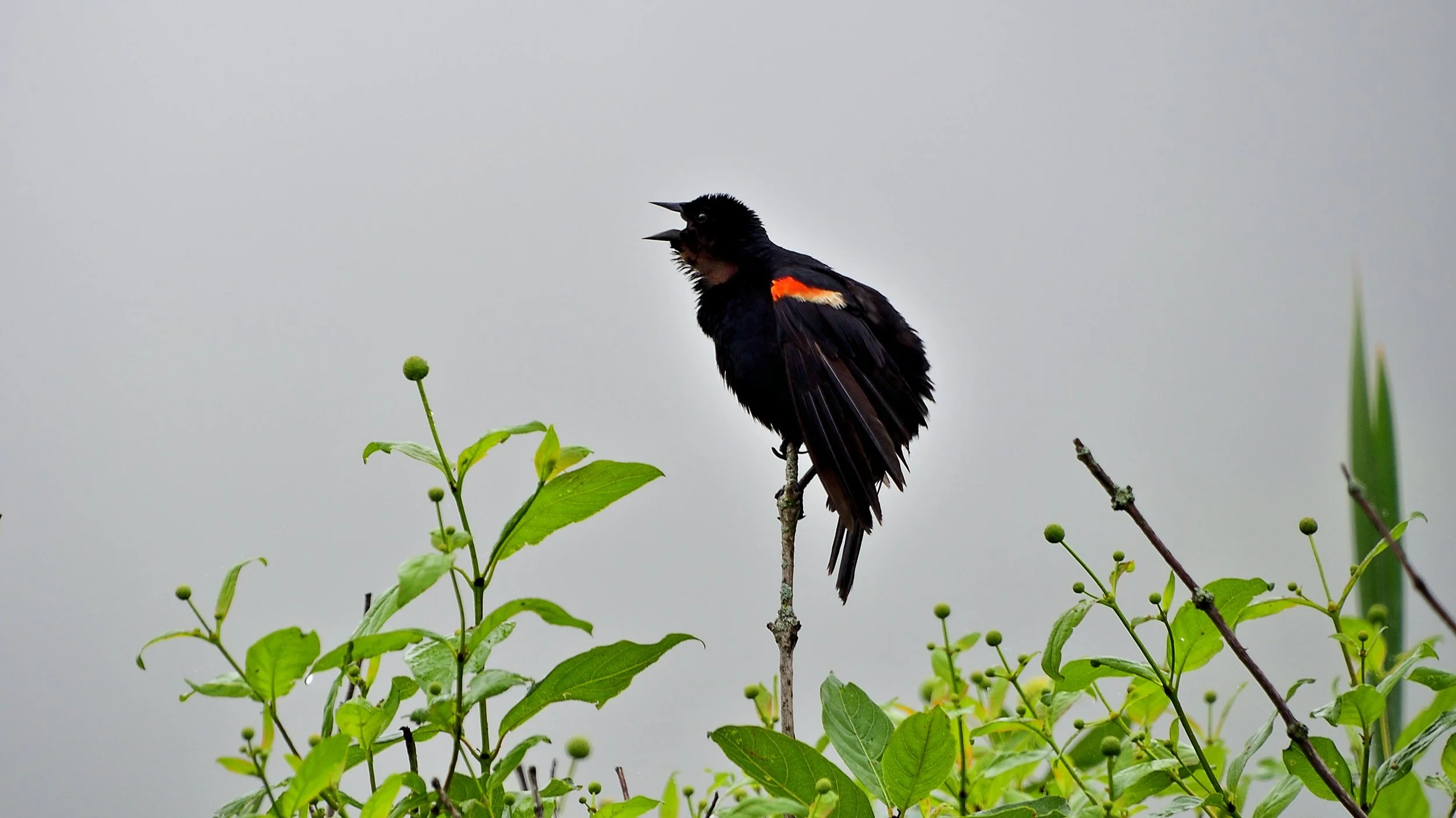Fog Warning – Red-winged Blackbird, Killbuck Marsh, Ohio