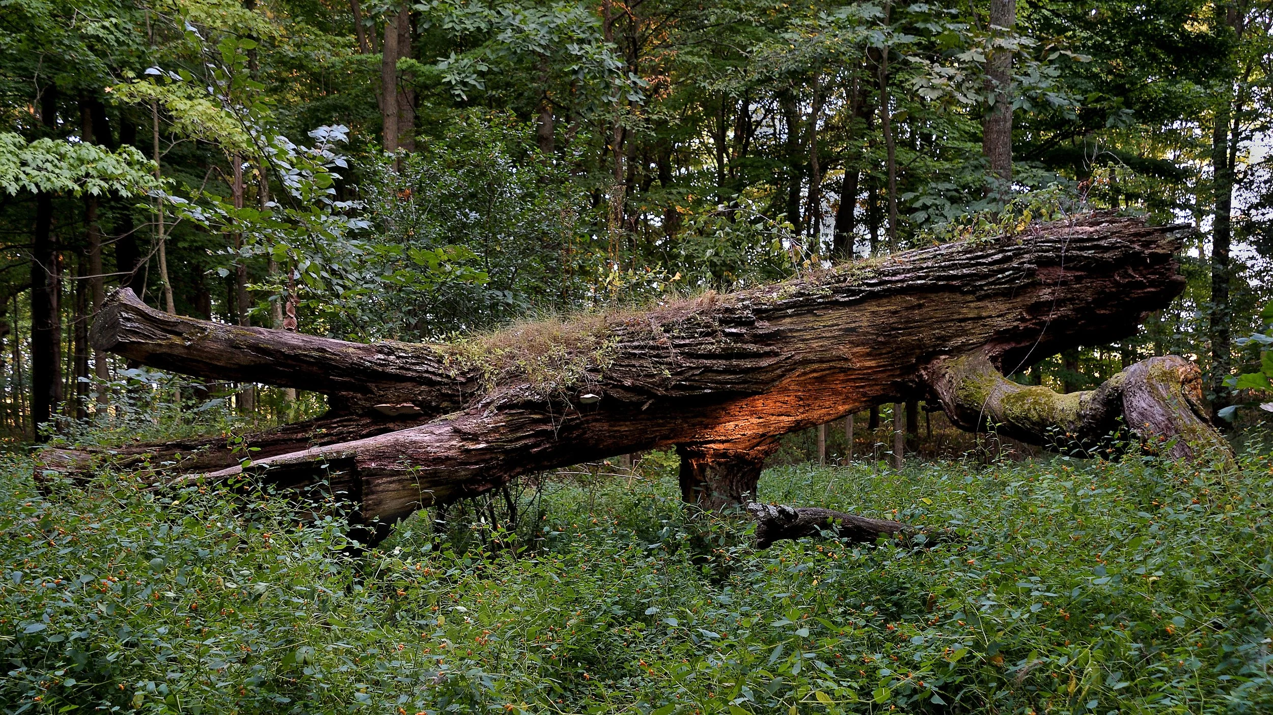Fallen But Not Finished