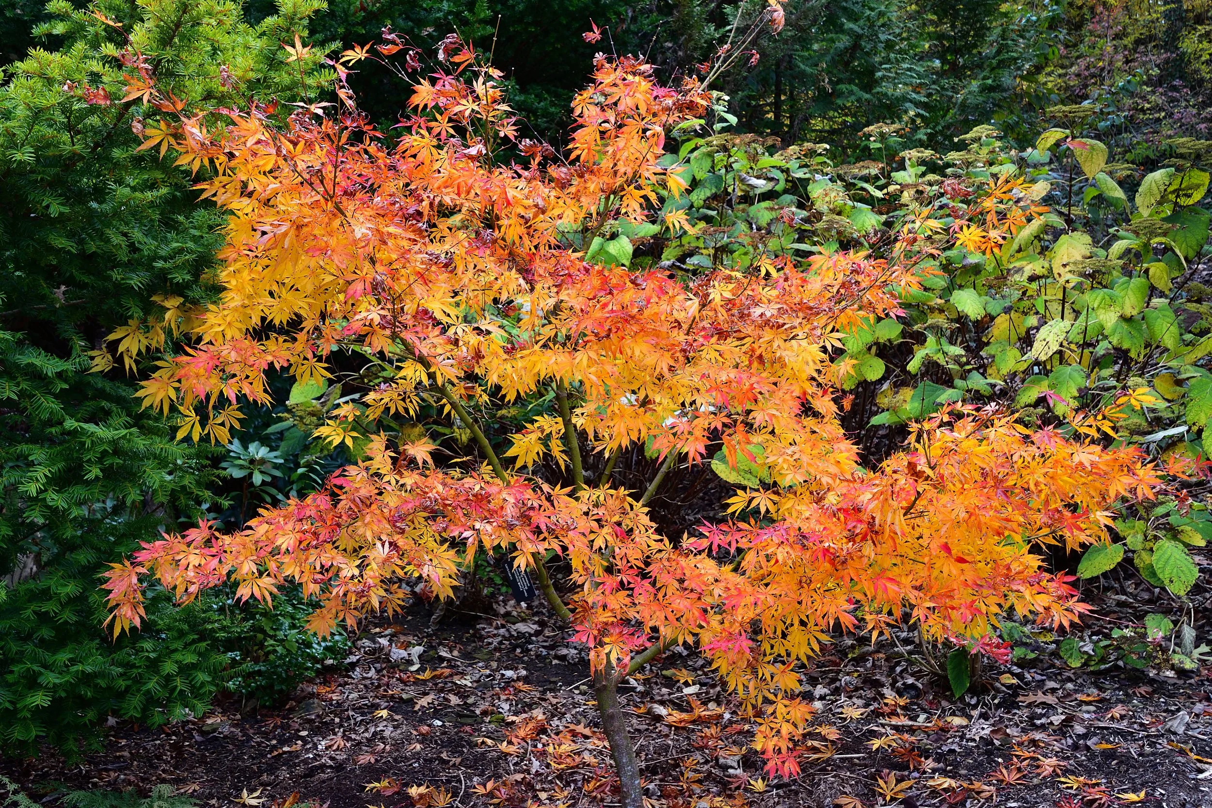 Arboretum Color