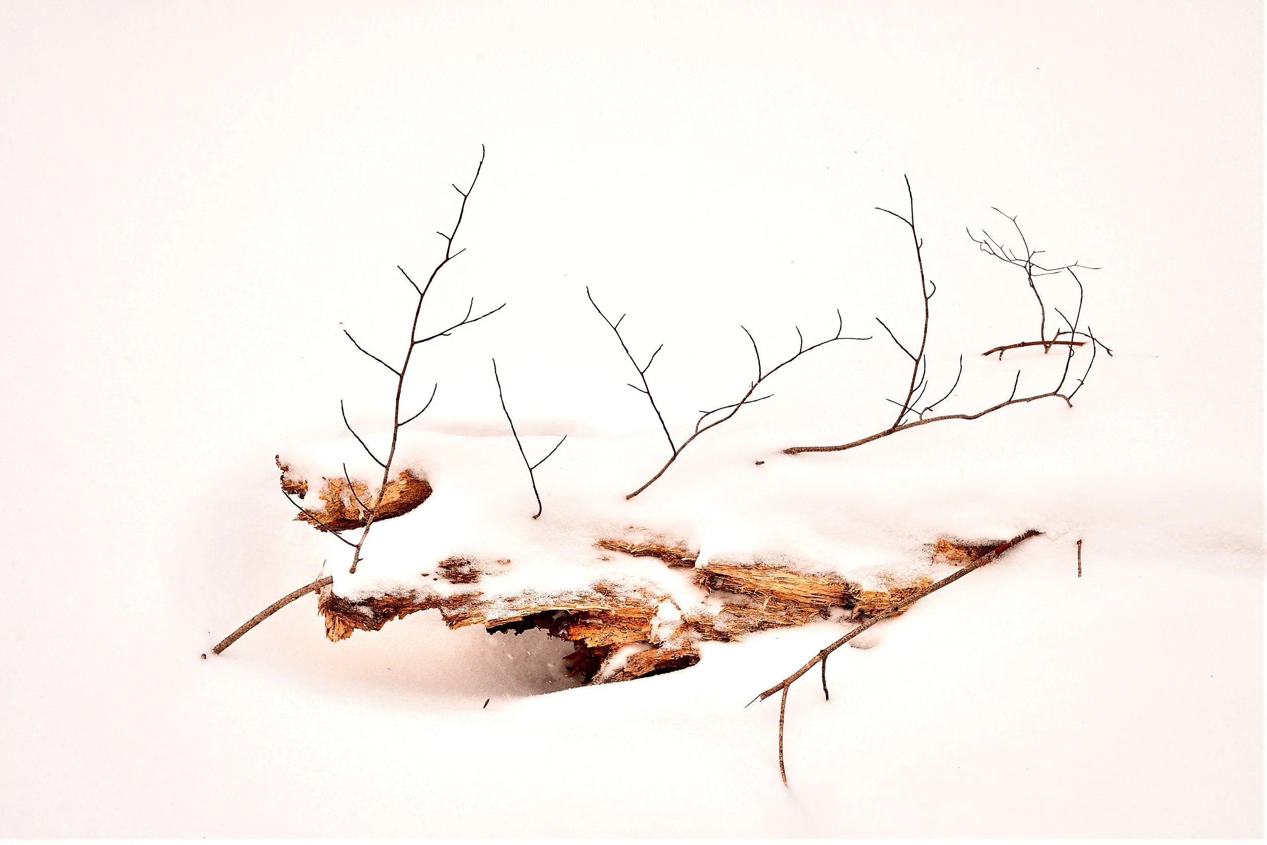 Snow In The Woods