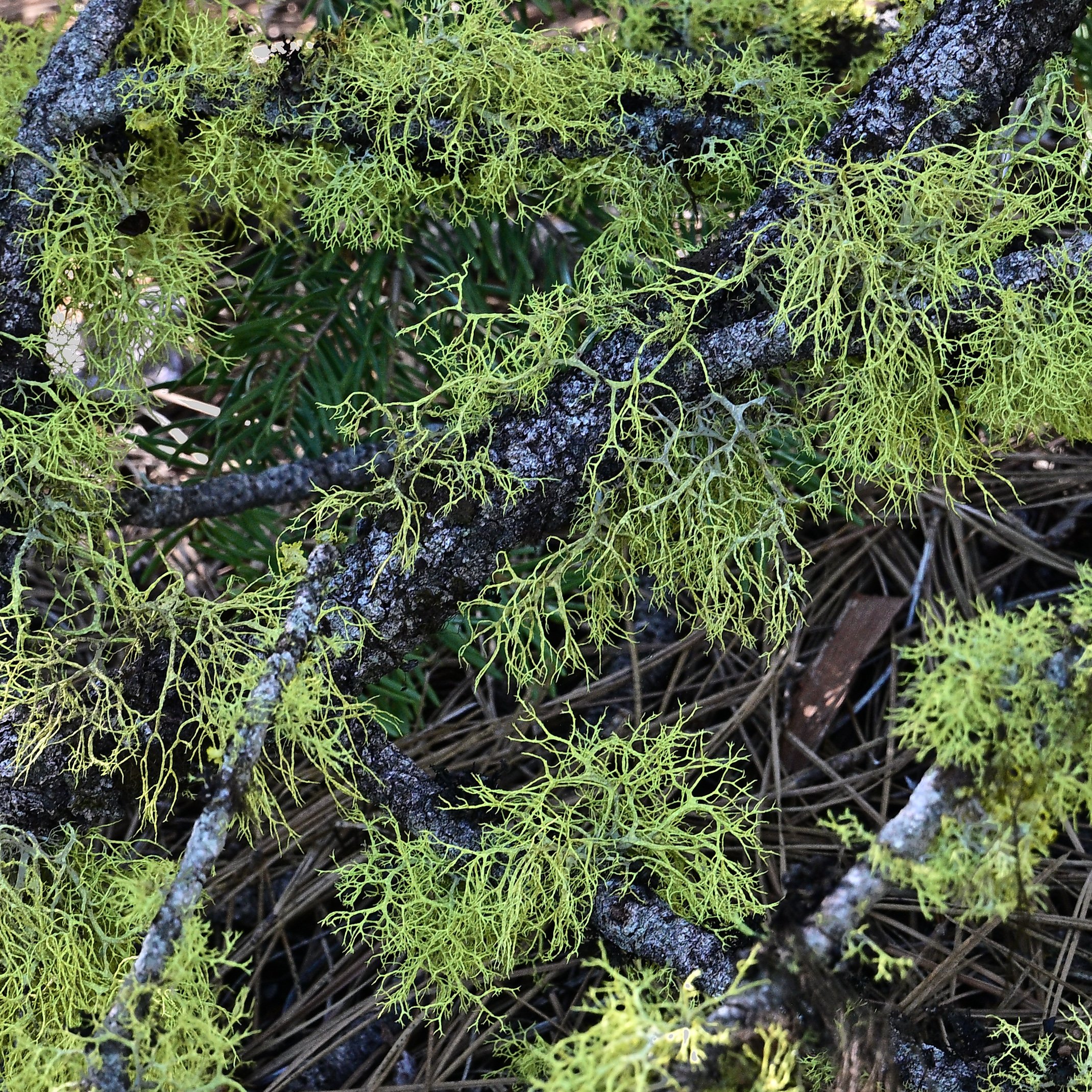 Forest Floor