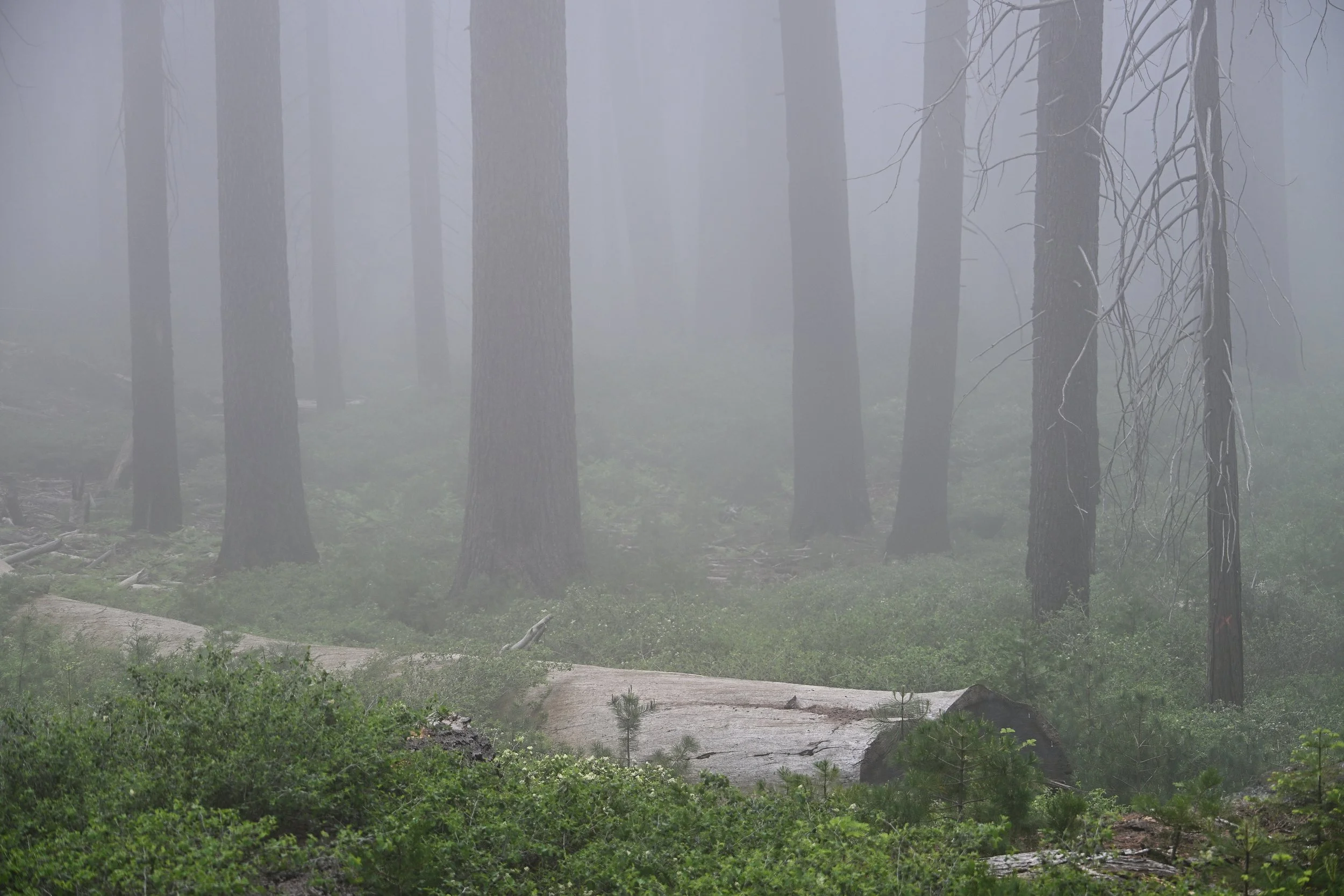 Wandering In A Fog