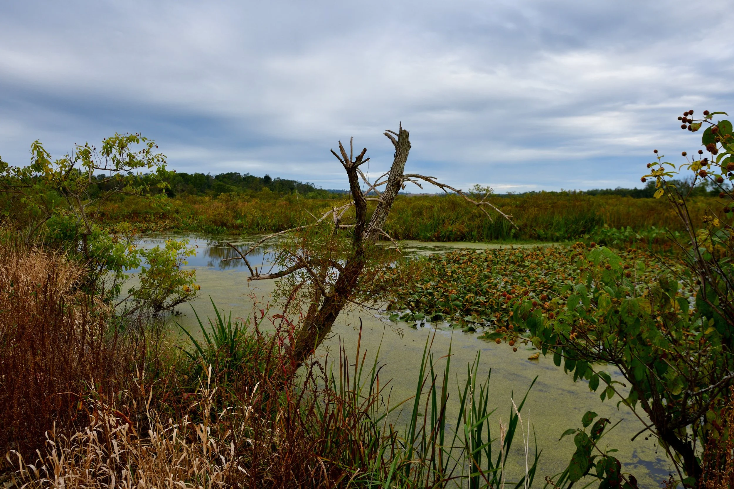 Autumn Colors At The Marsh