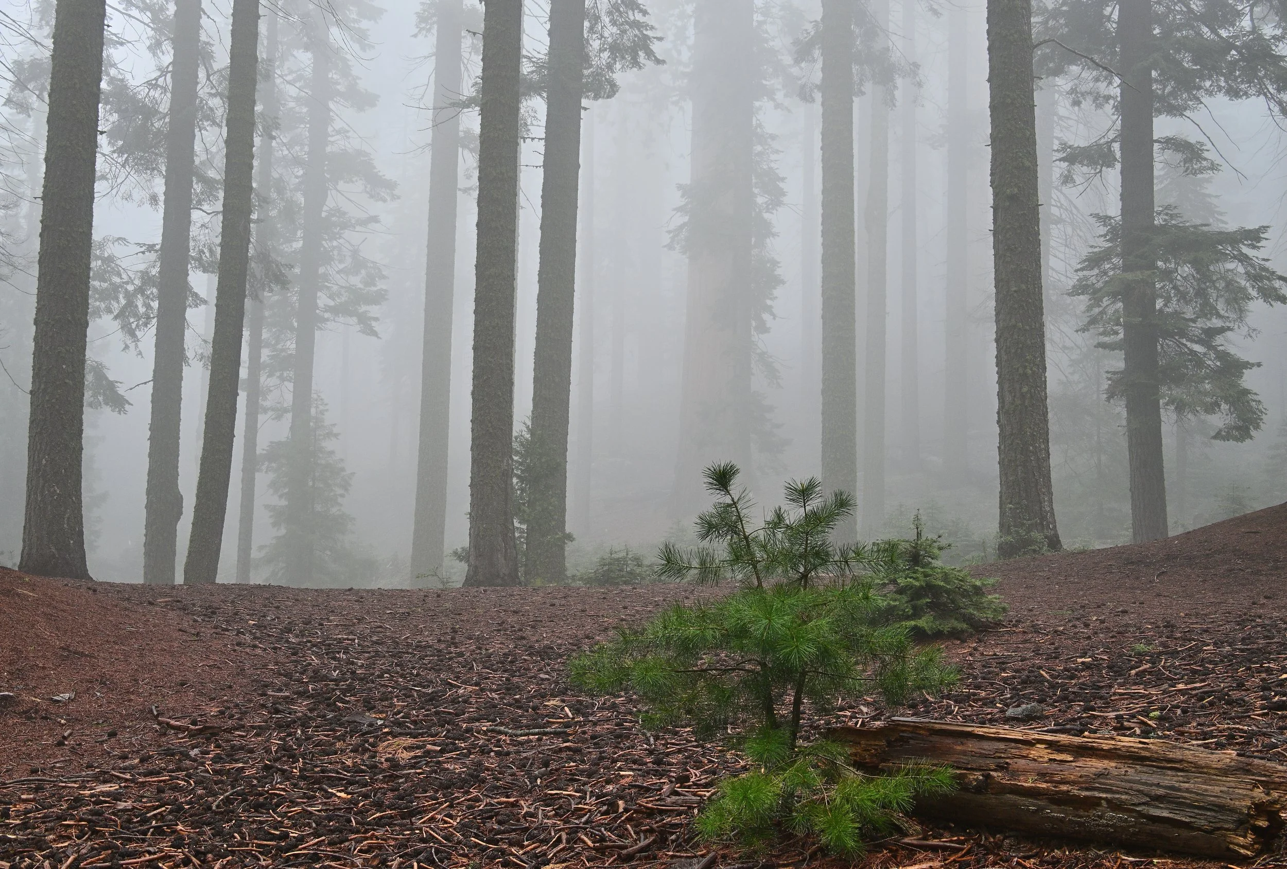 Woodland Fog