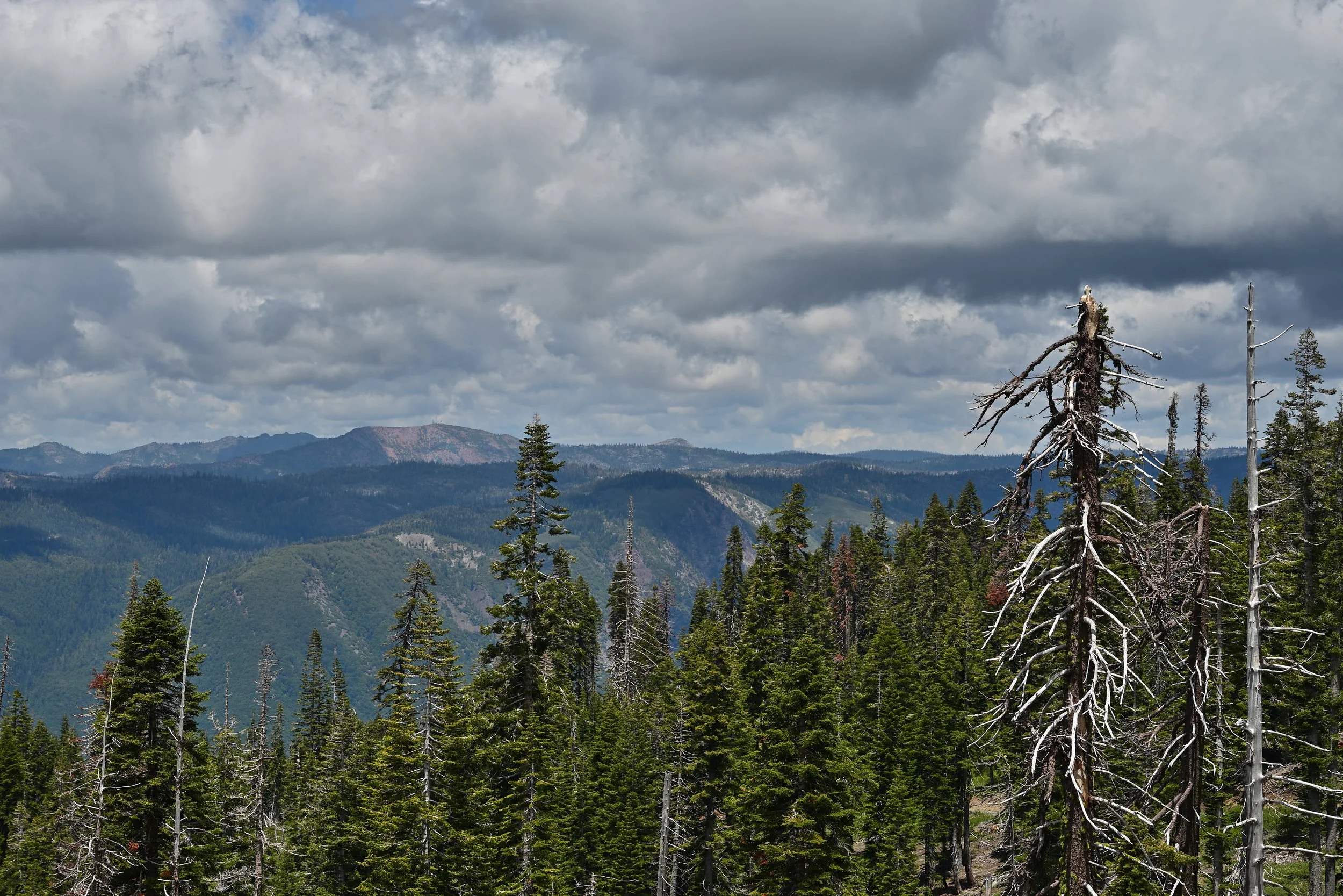 Forested Mountains