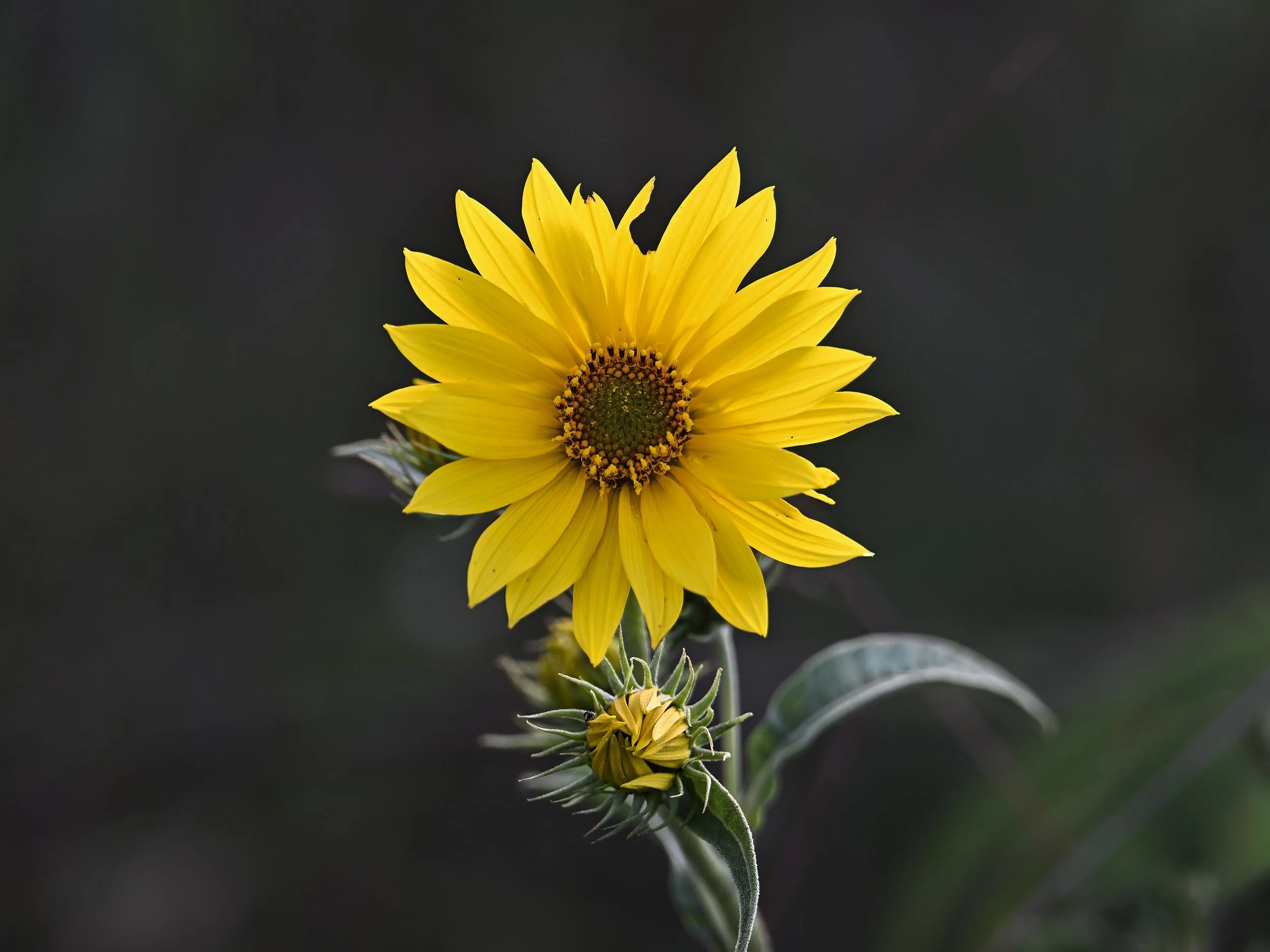 Bright Sunflower