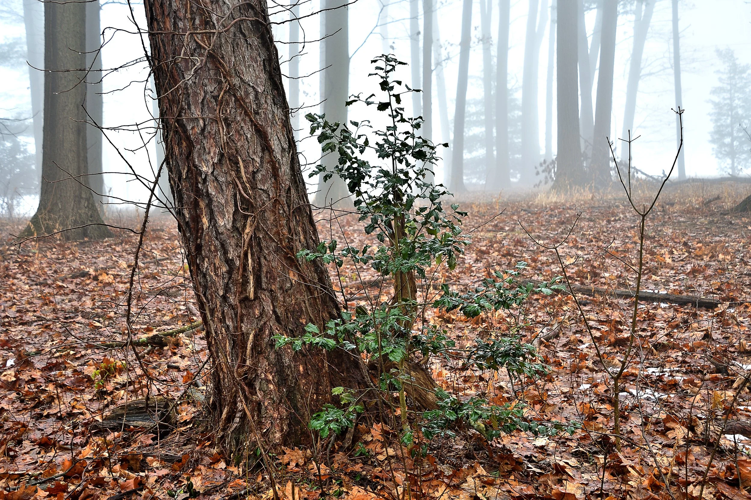 Woodland In Fog