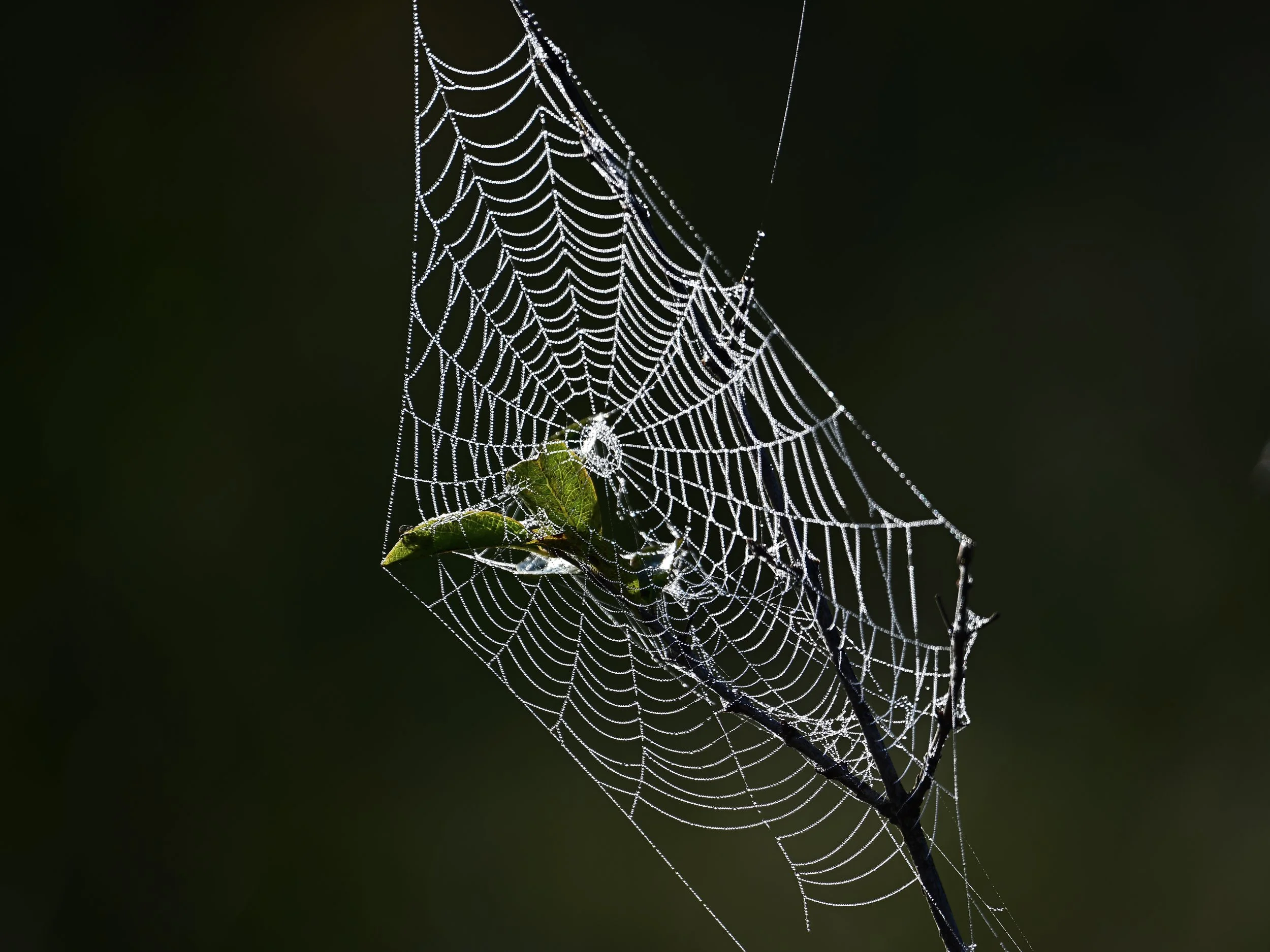 Spiderweb with leaves caught in it