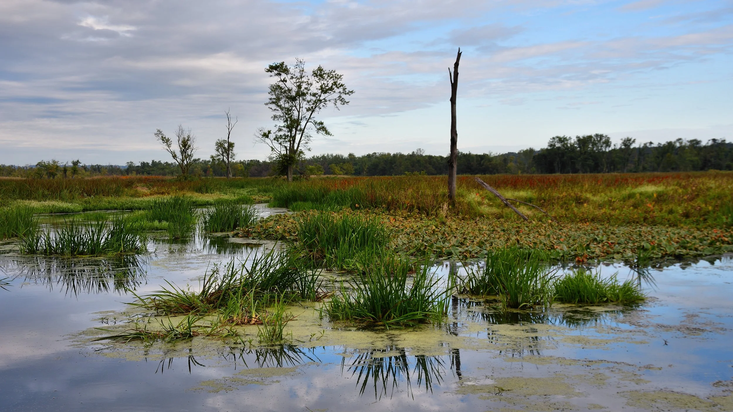 Marsh vegetation under autumn sky