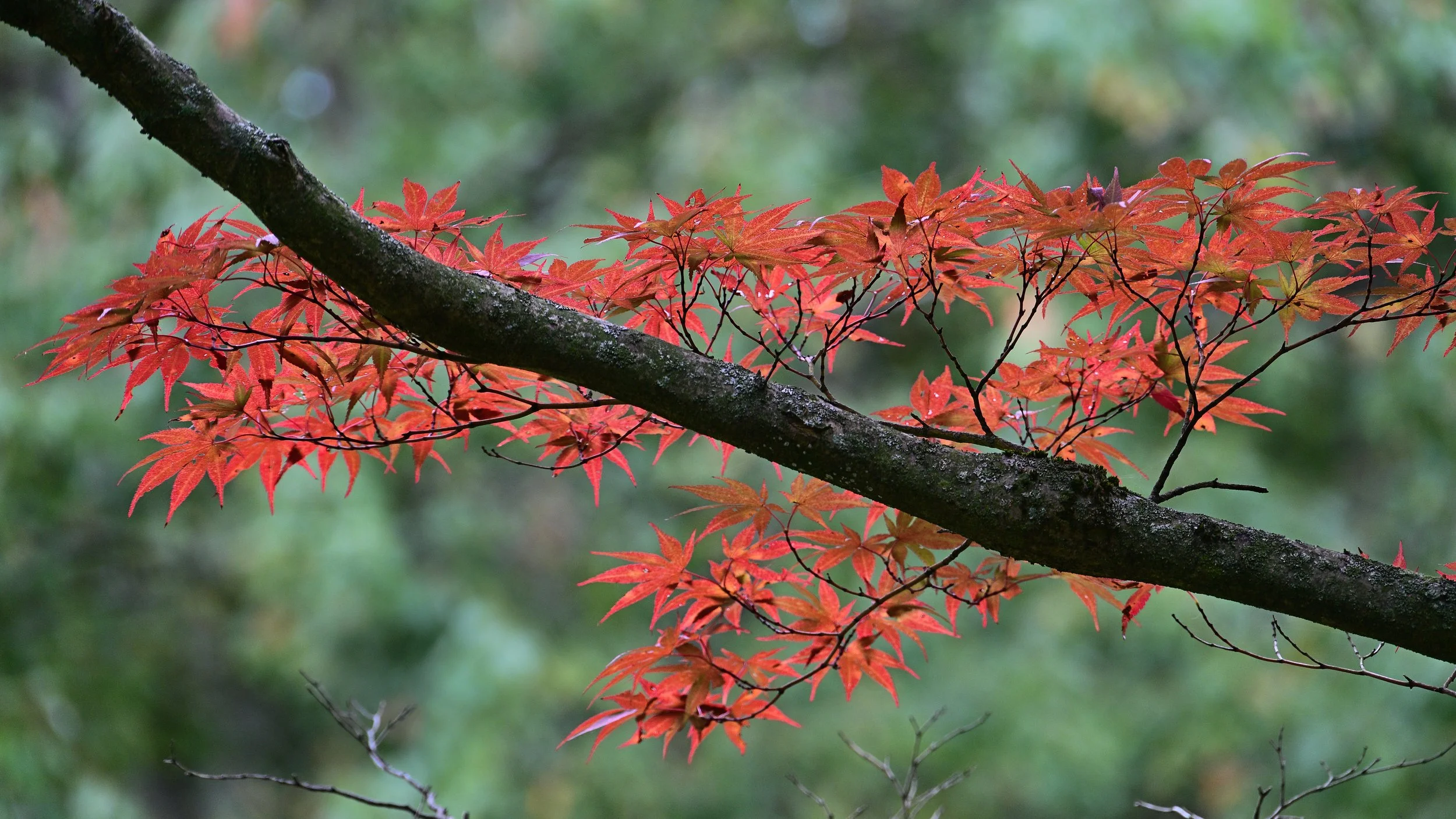 Red Leaves In An Autumn Wood