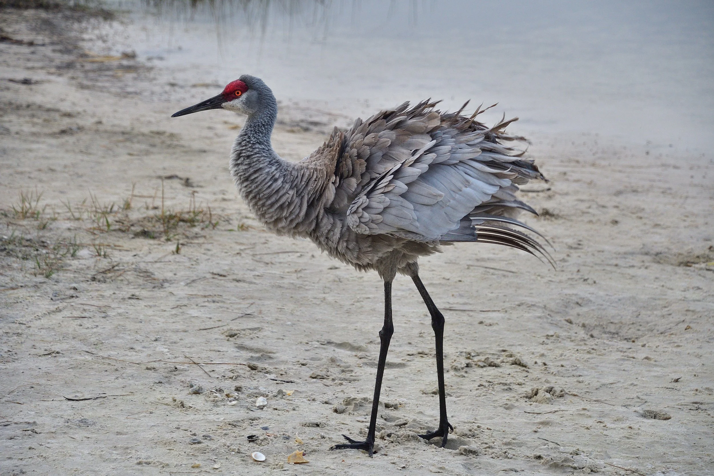 Sandhill crane with ruffled feathers