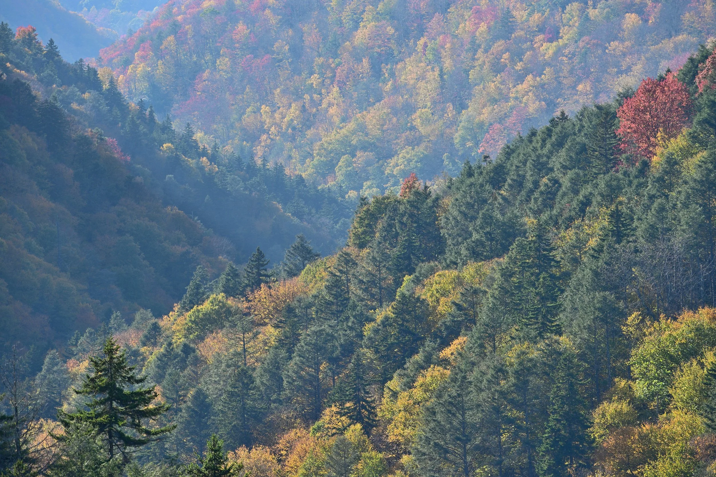 Mountain forest in autumn colors