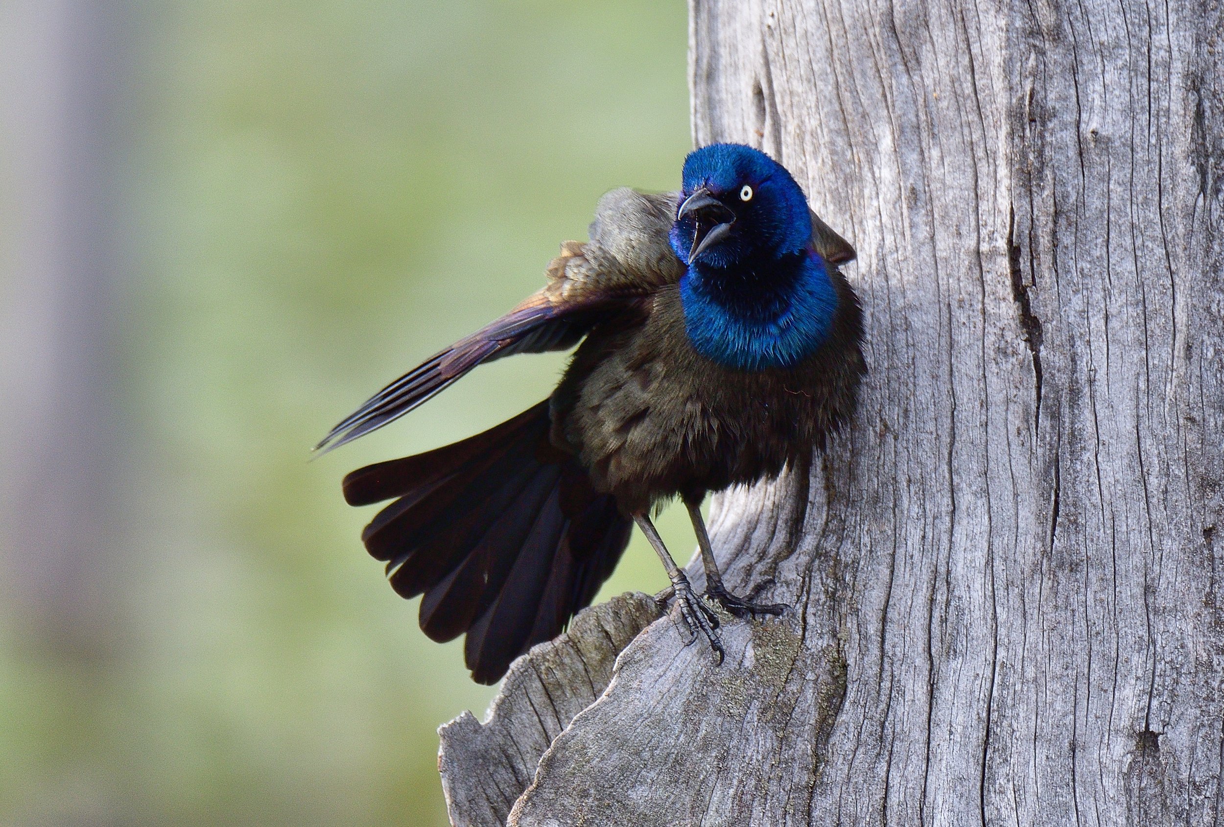 Stay Off My Lawn! – Common Grackle, Cuyahoga Valley National Park