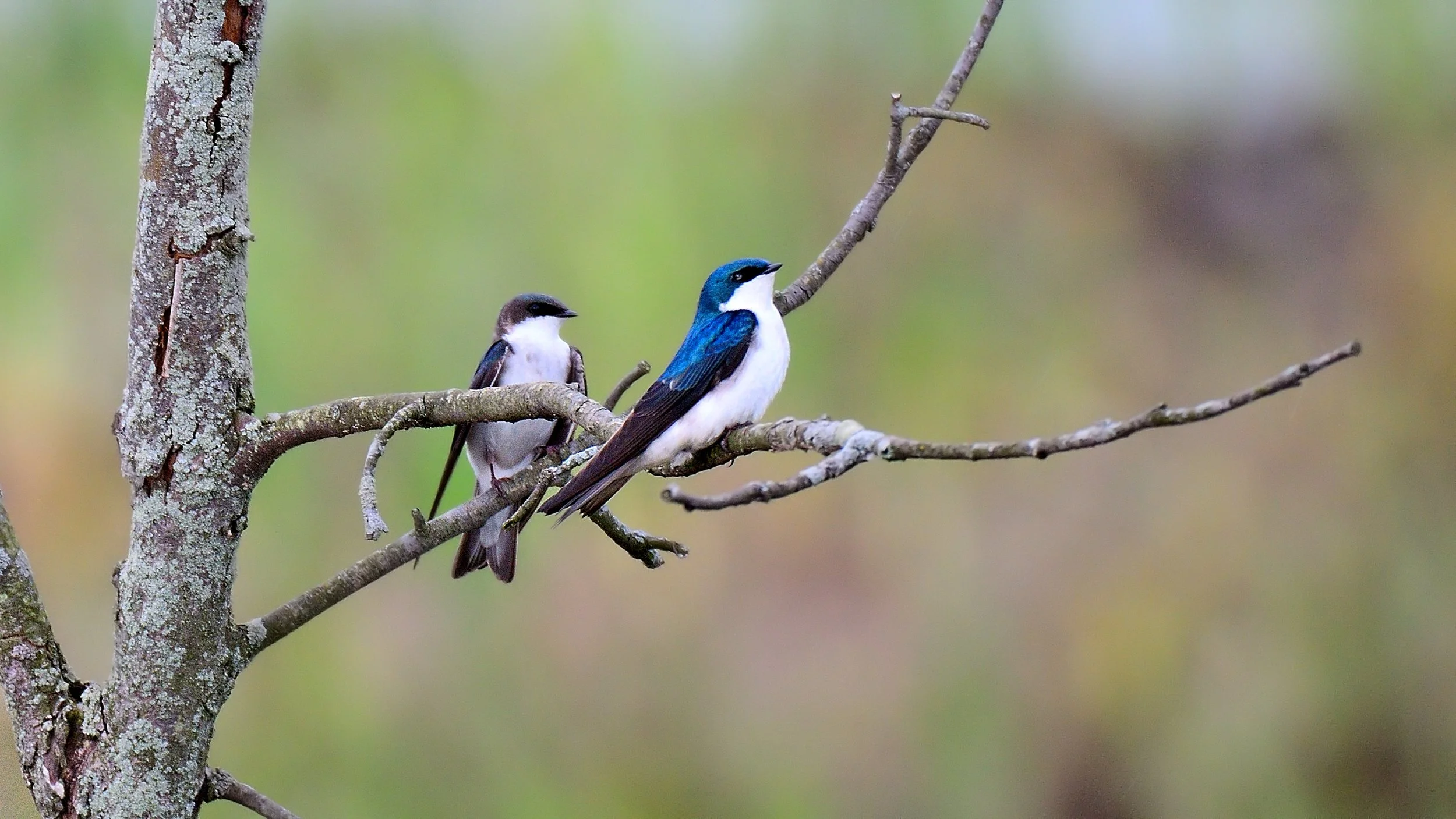 Companions – Tree Swallows, Killbuck Marsh, Ohio