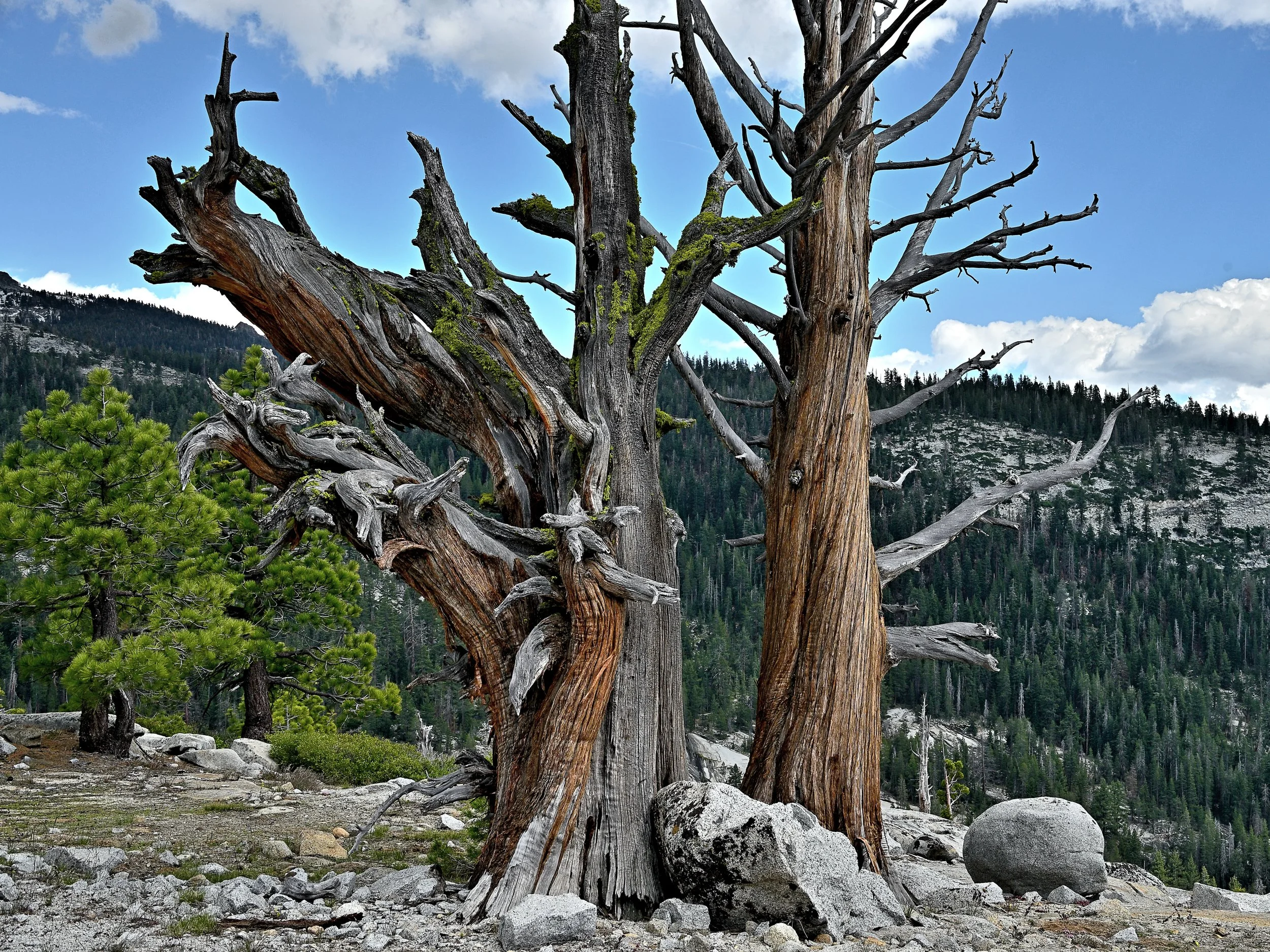 The Venerated – Yosemite National Park