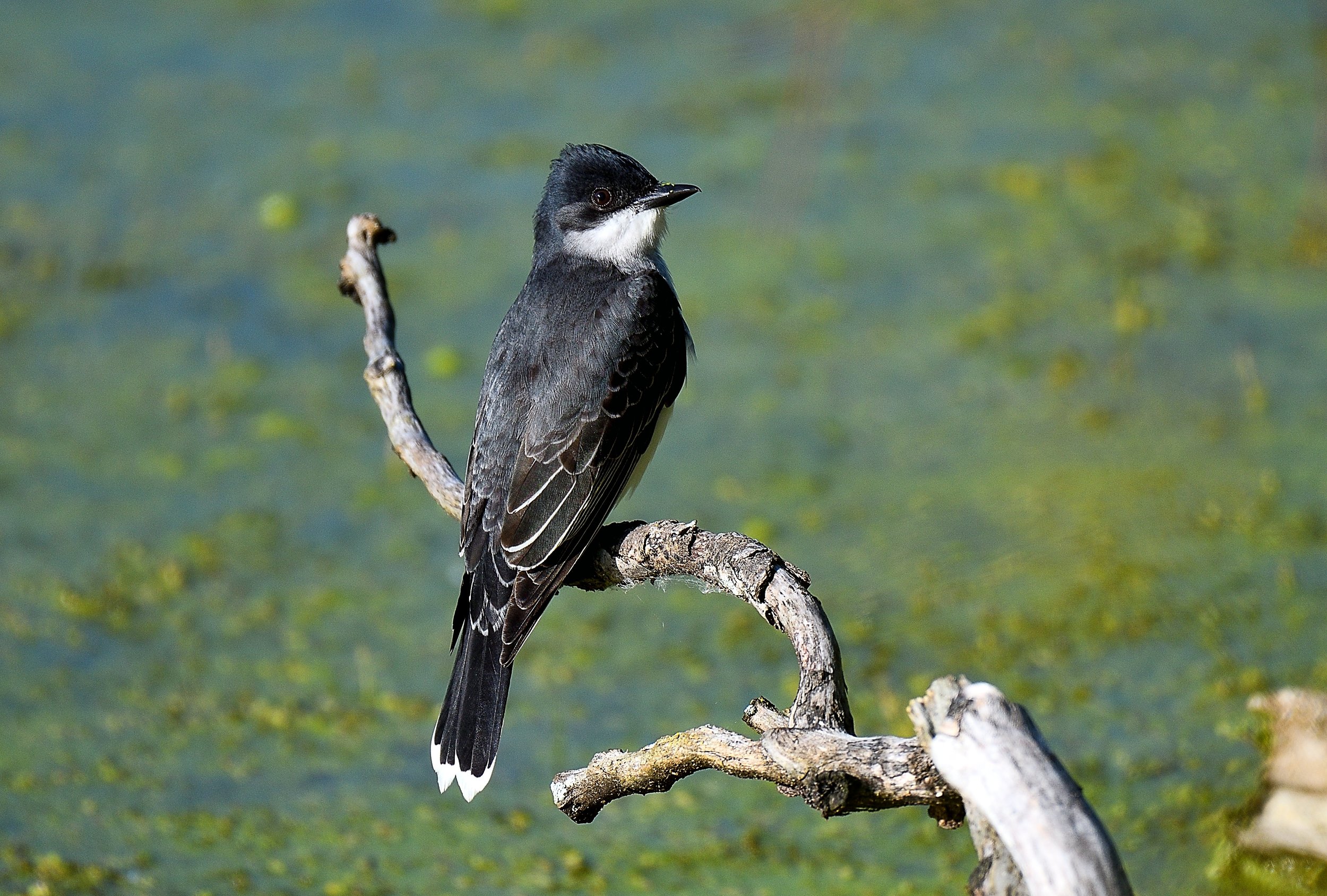 Shaken, Not Stirred – Eastern Kingbird, Magee Marsh, Ohio