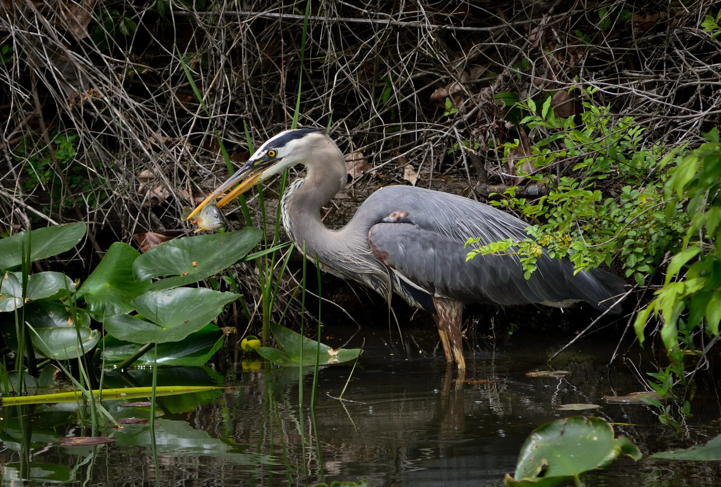 Heron catching a fish
