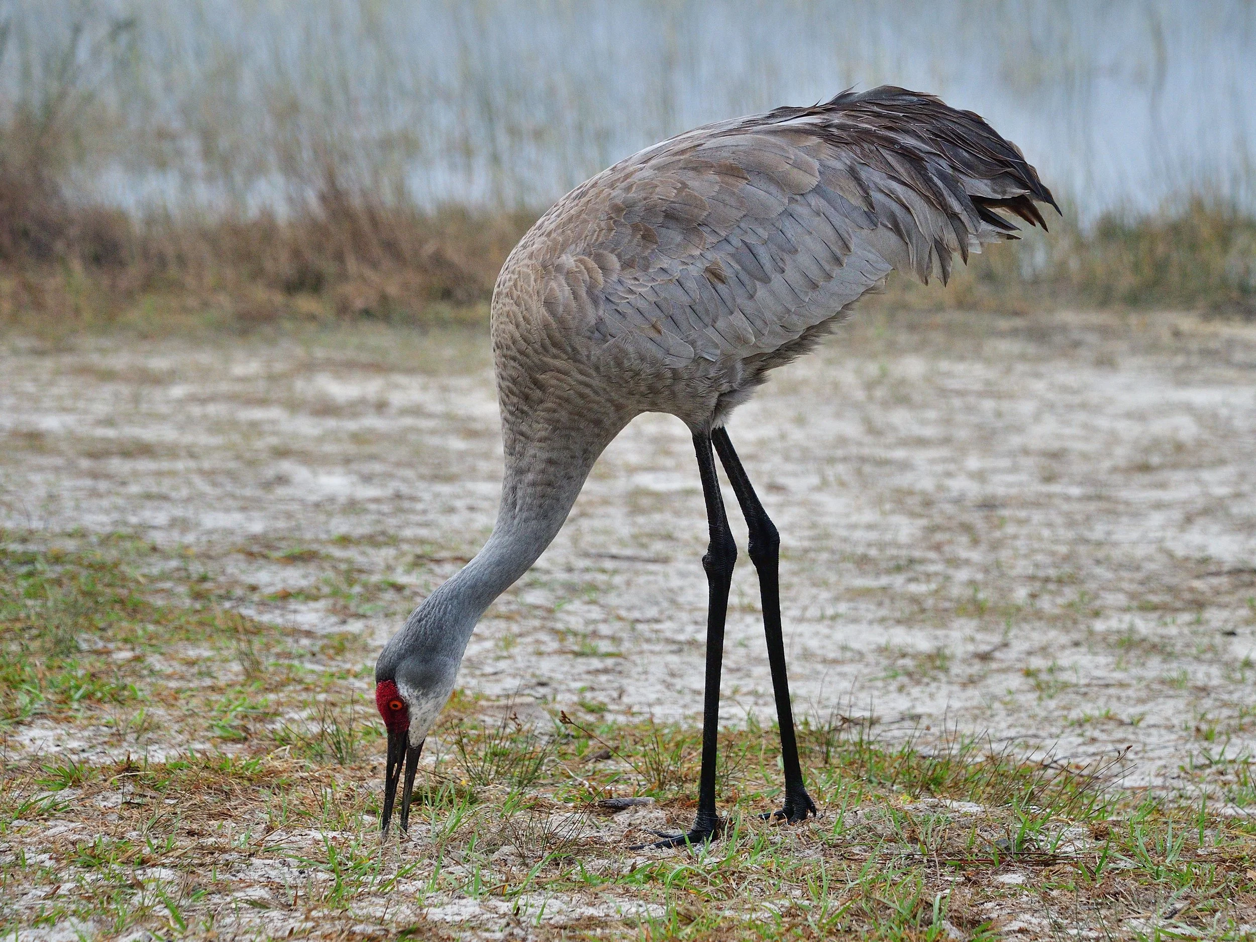 Sandhill crane pecking in the sand