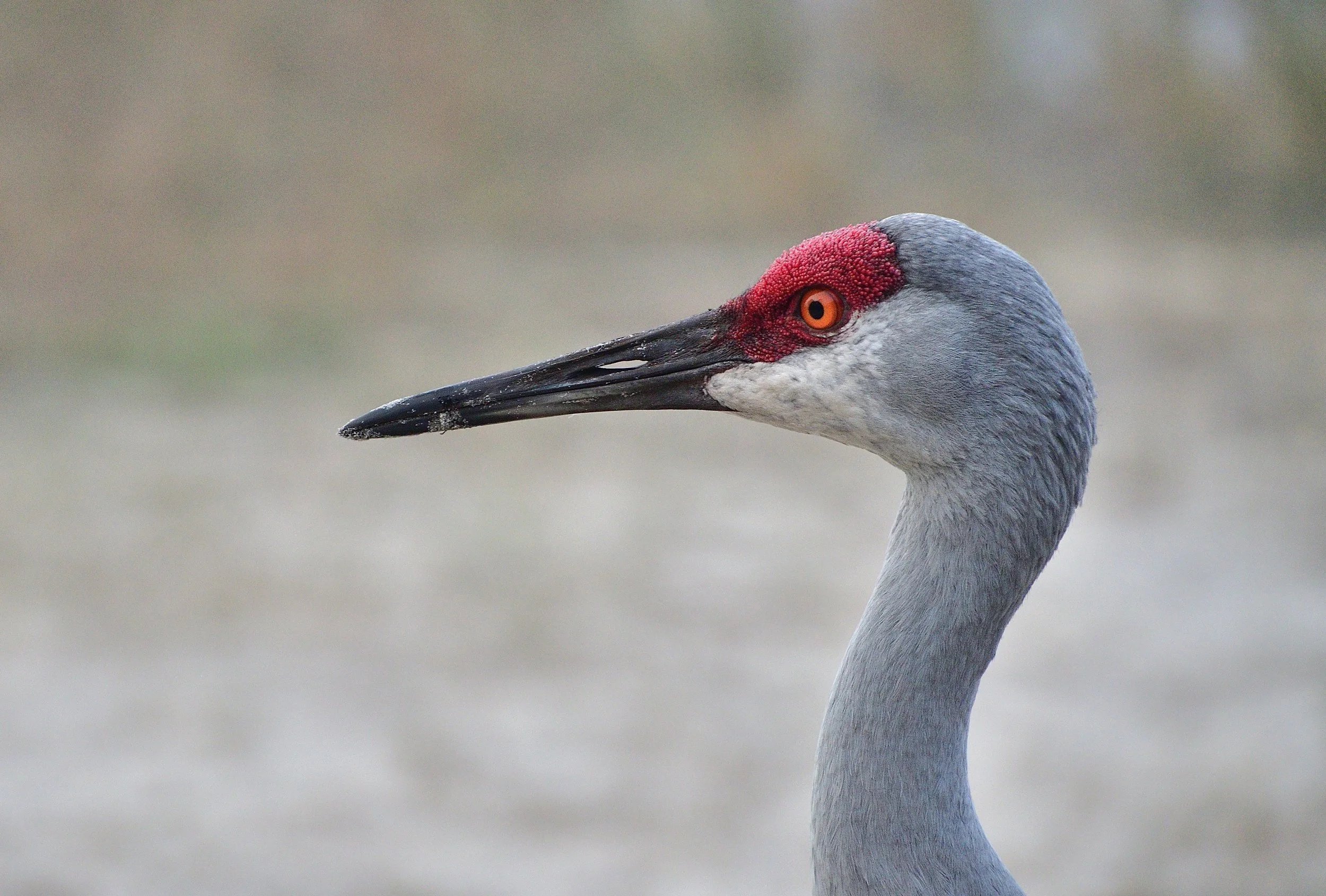 Sandhill crane head shot in profile