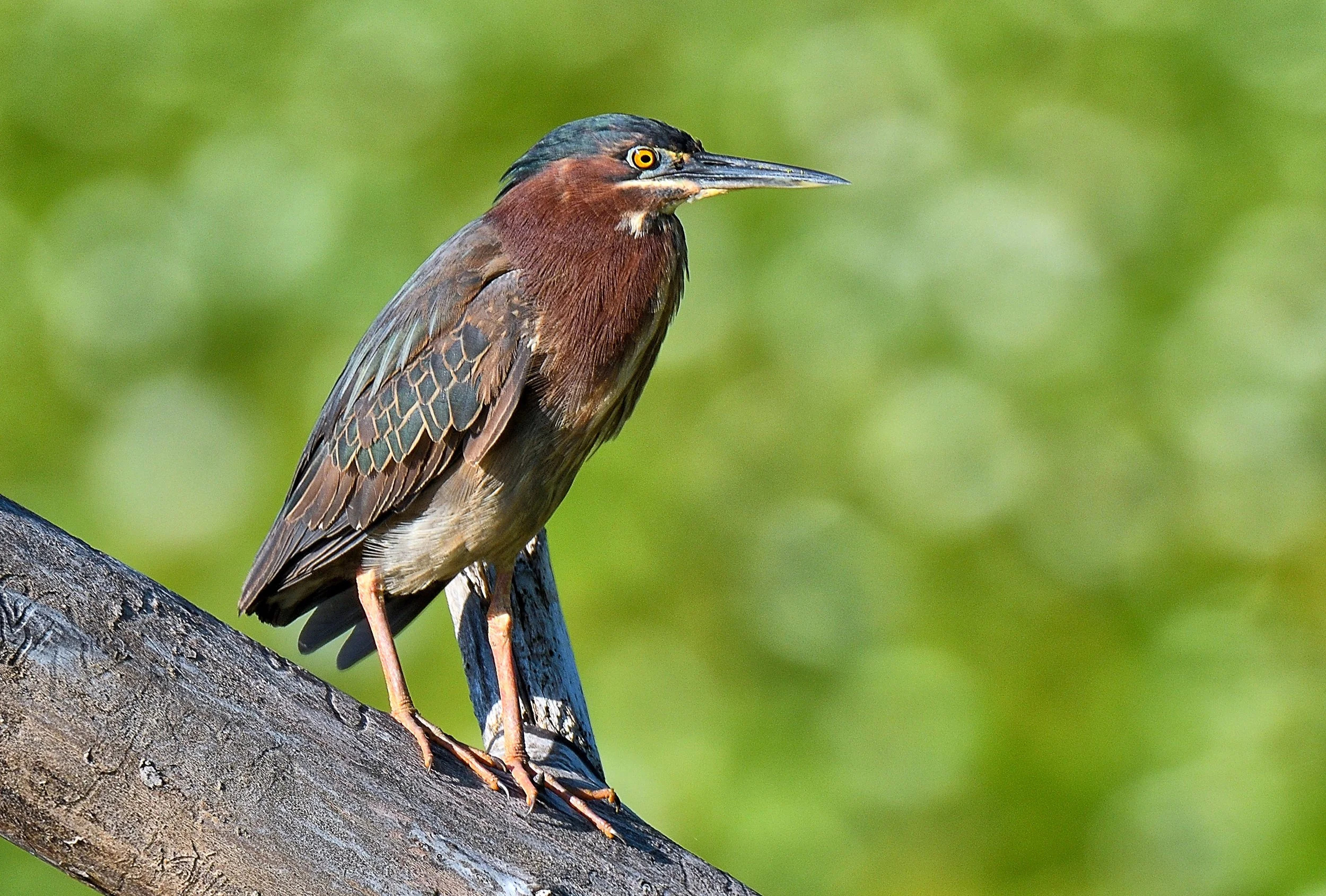 You Despise Me, Don't You – Green Heron, Magee Marsh, Ohio