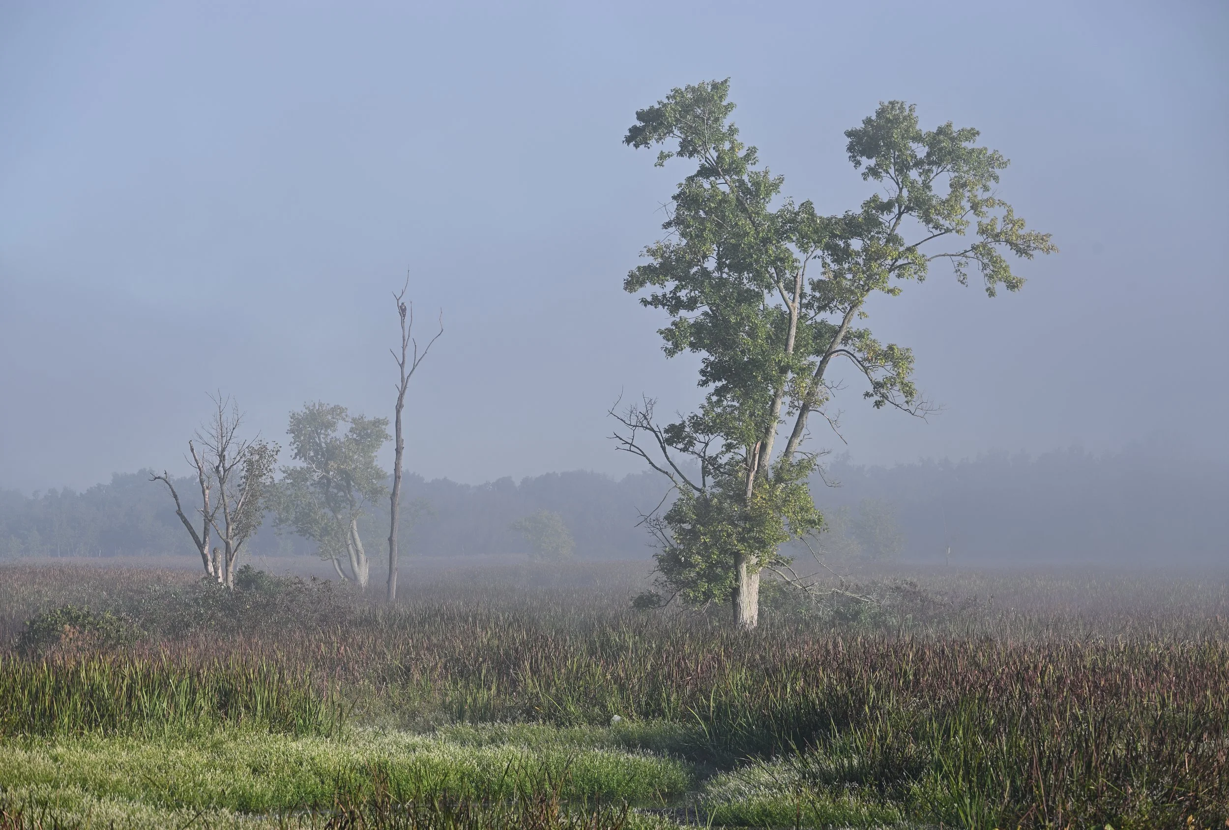 Stillness – Killbuck Marsh, Ohio