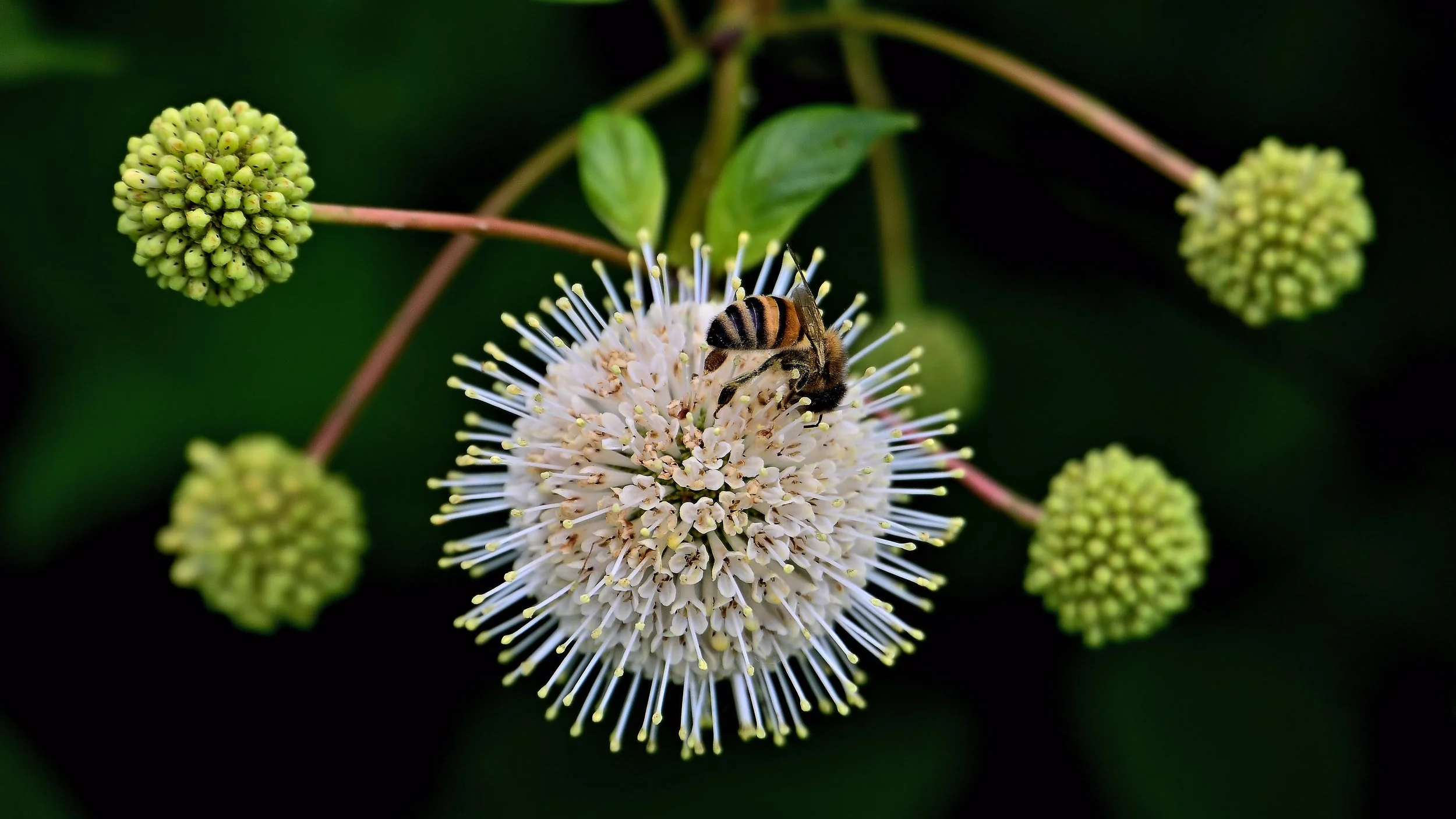 Buttons & Bees – Killbuck Marsh, Wayne County Ohio