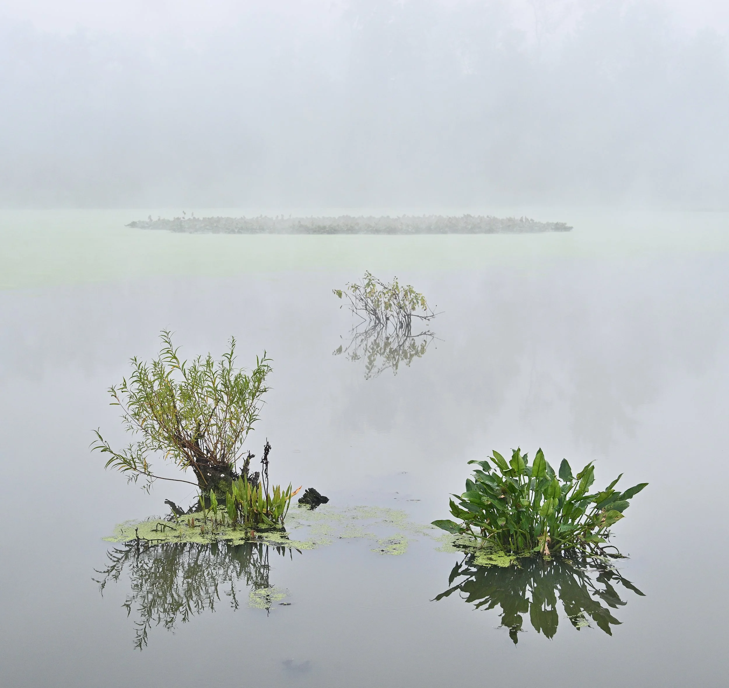 Afloat In A Fog – Killbuck Marsh, Ohio