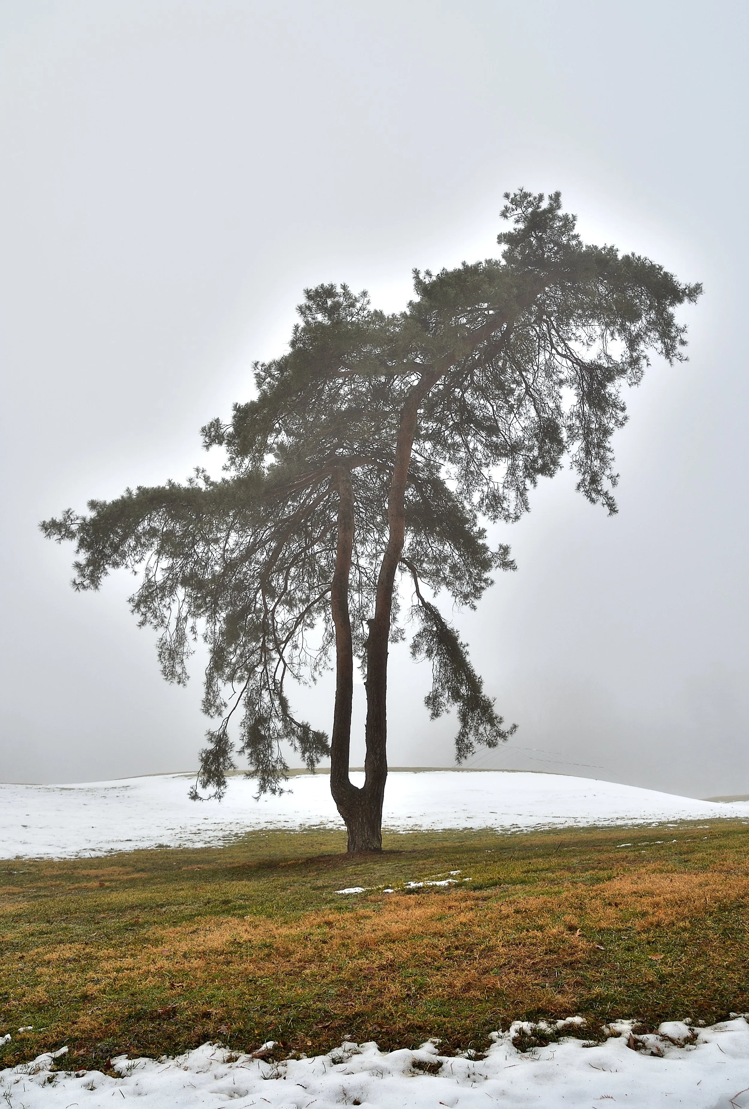 Tree In Winter Fog