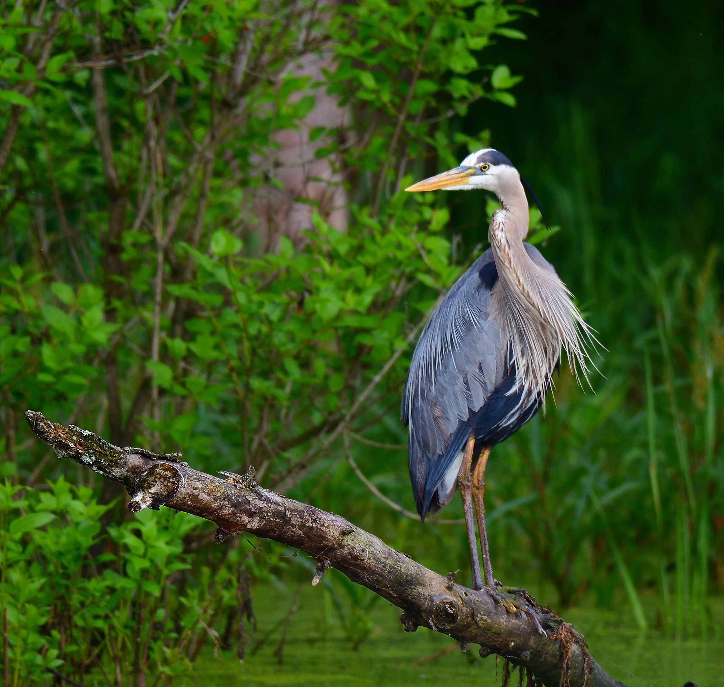 If Looks Could Kill – Great Blue Heron, Killbuck Marsh, Ohio