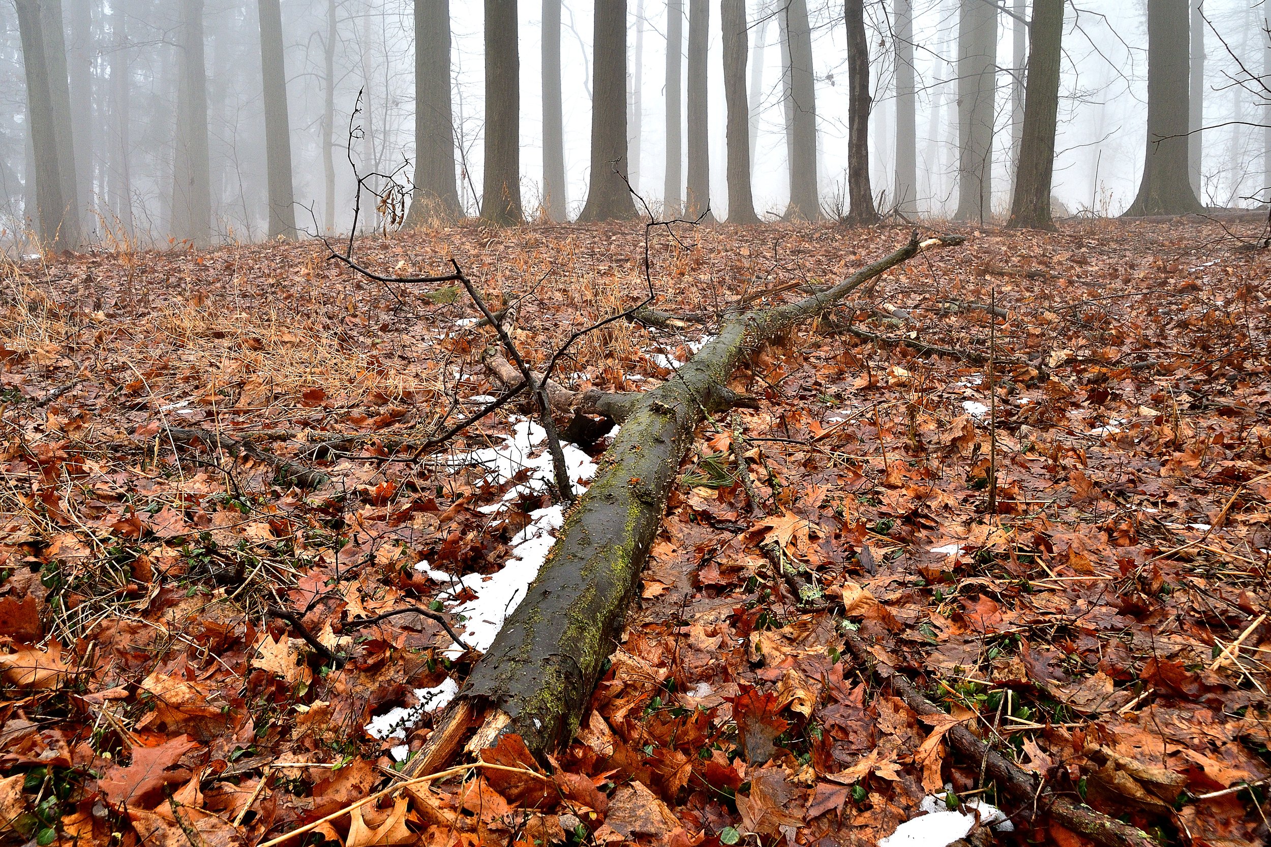 Winter Woodland Fog
