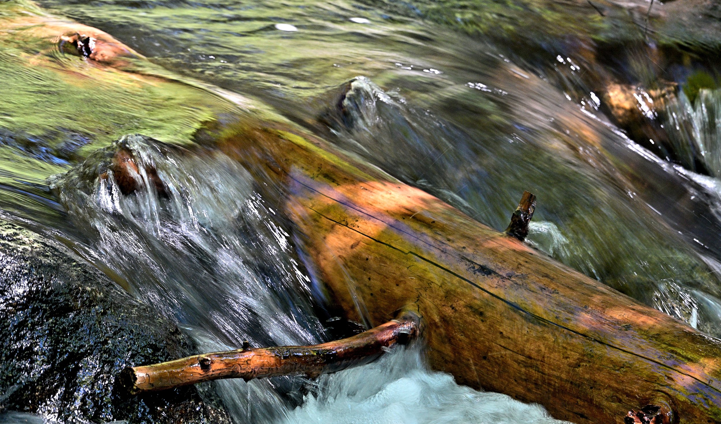 Waterlog – Sierra National Forest