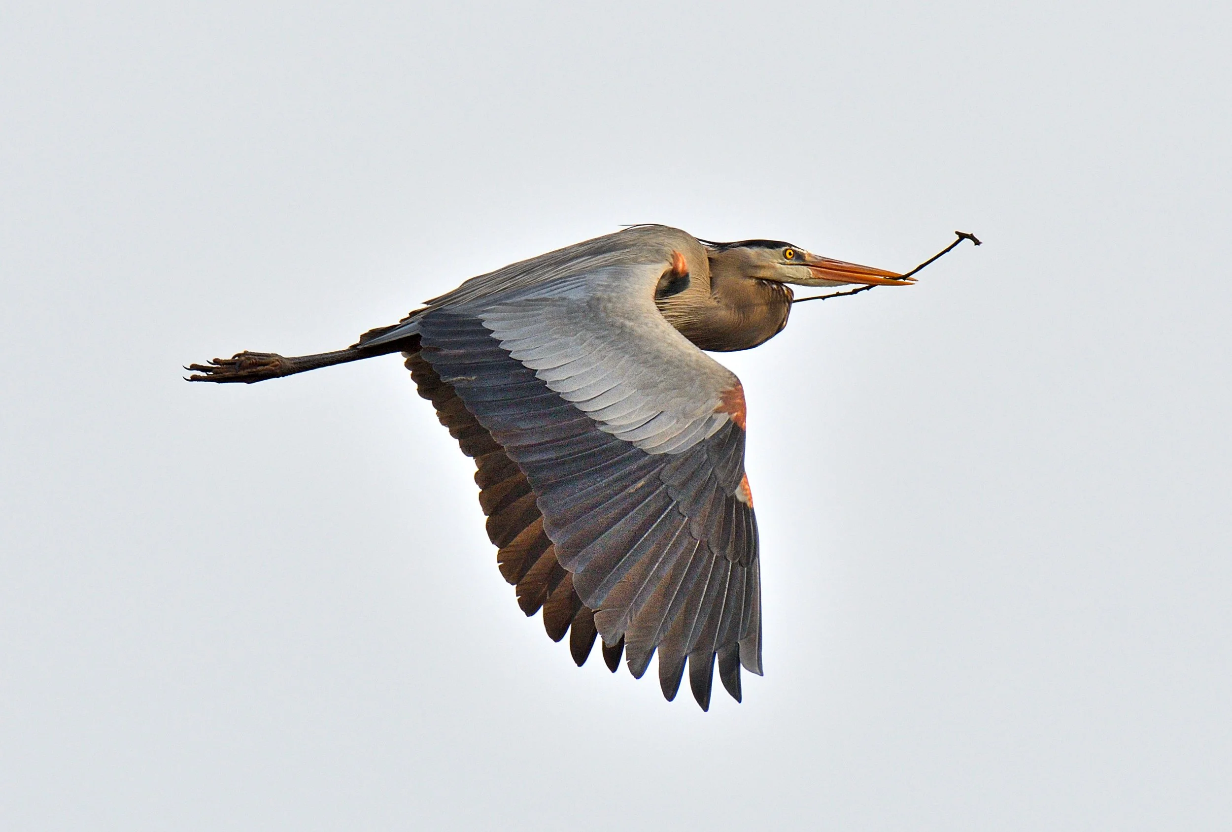 Special Delivery – Great Blue Heron, Cuyahoga Valley National Park