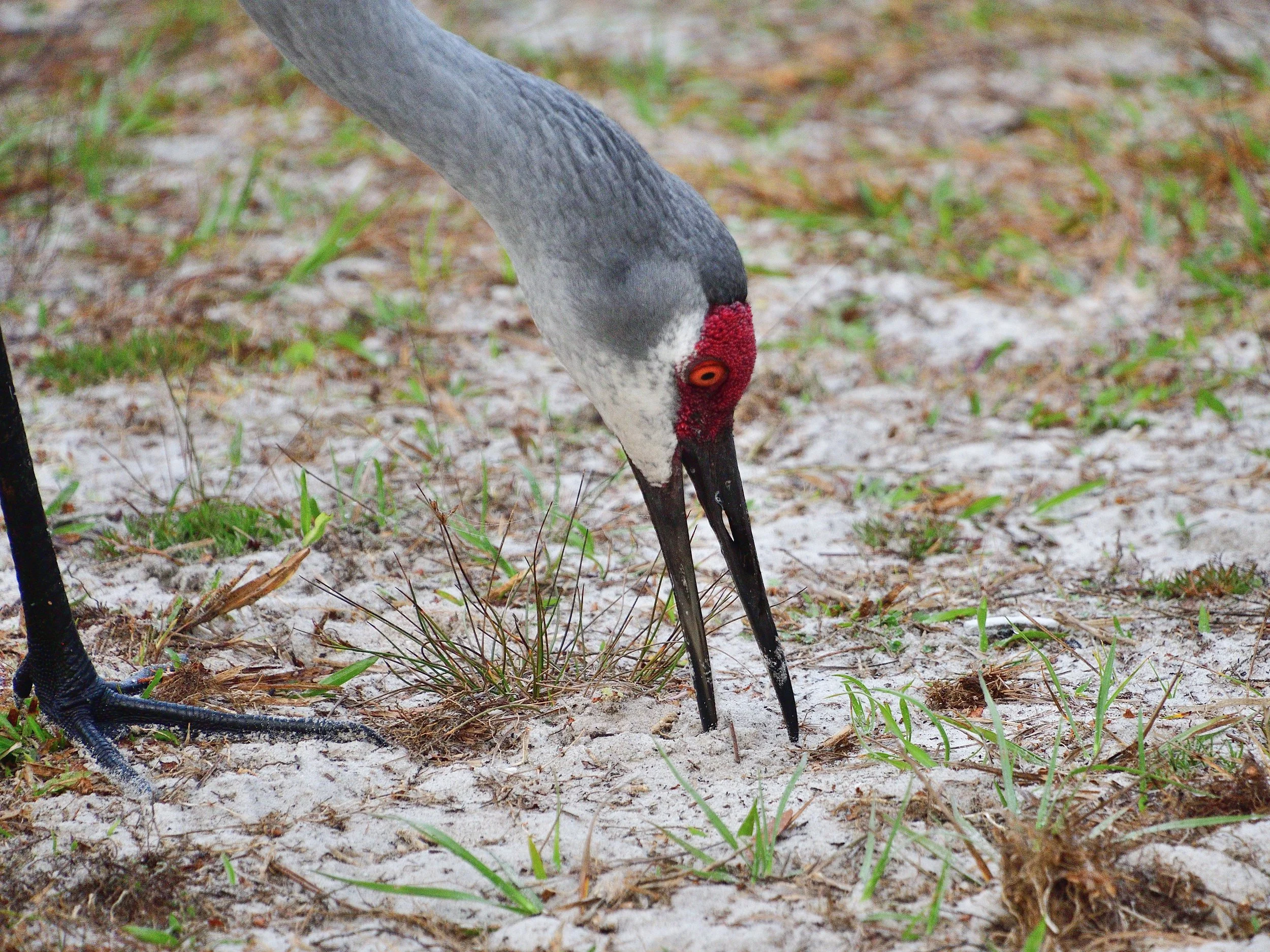 Sandhill crane having breakfast