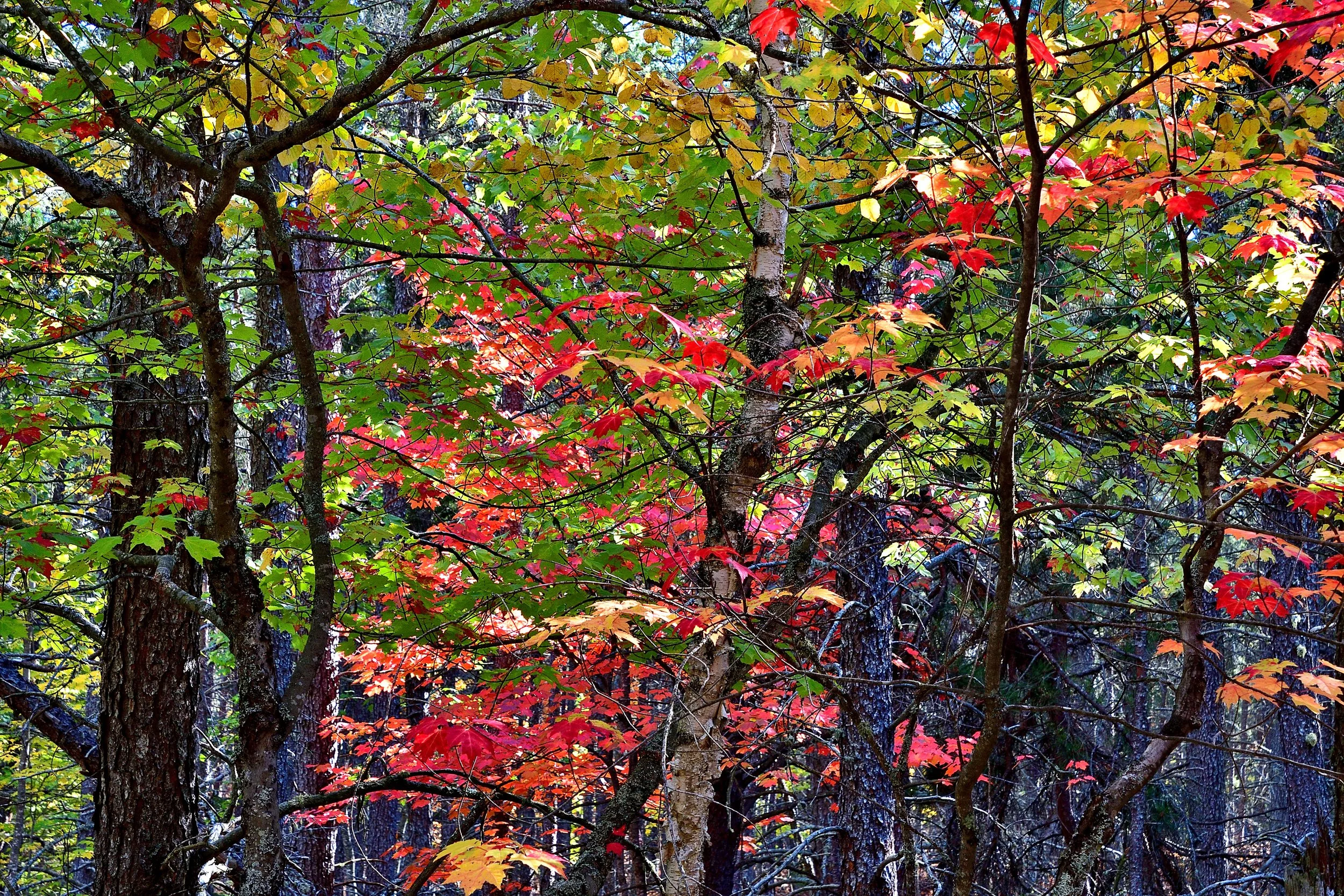 Autumn Color Collage – Pictured Rocks National Lakeshore