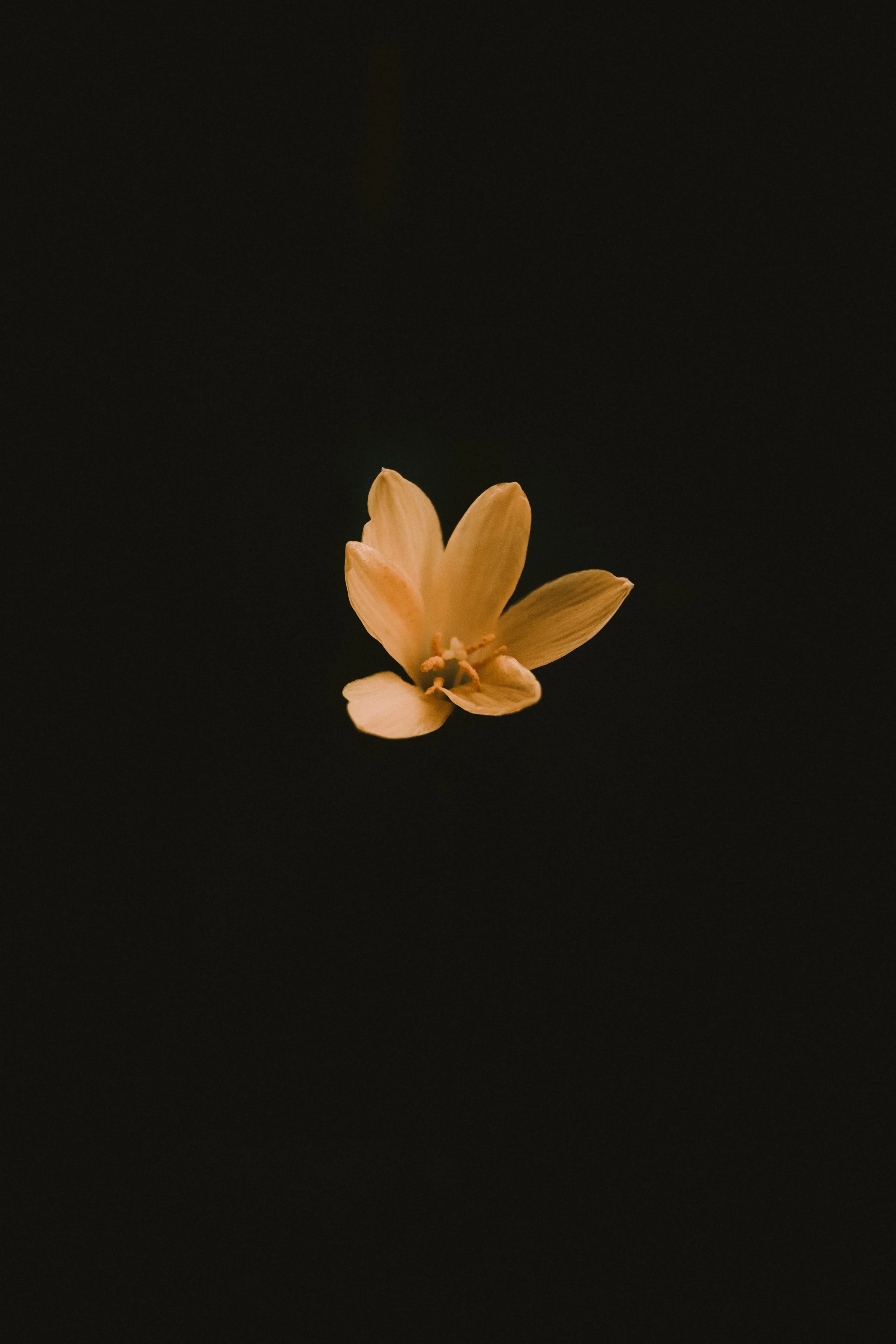 A single beige flower with five petals and a prominent center against a black background.