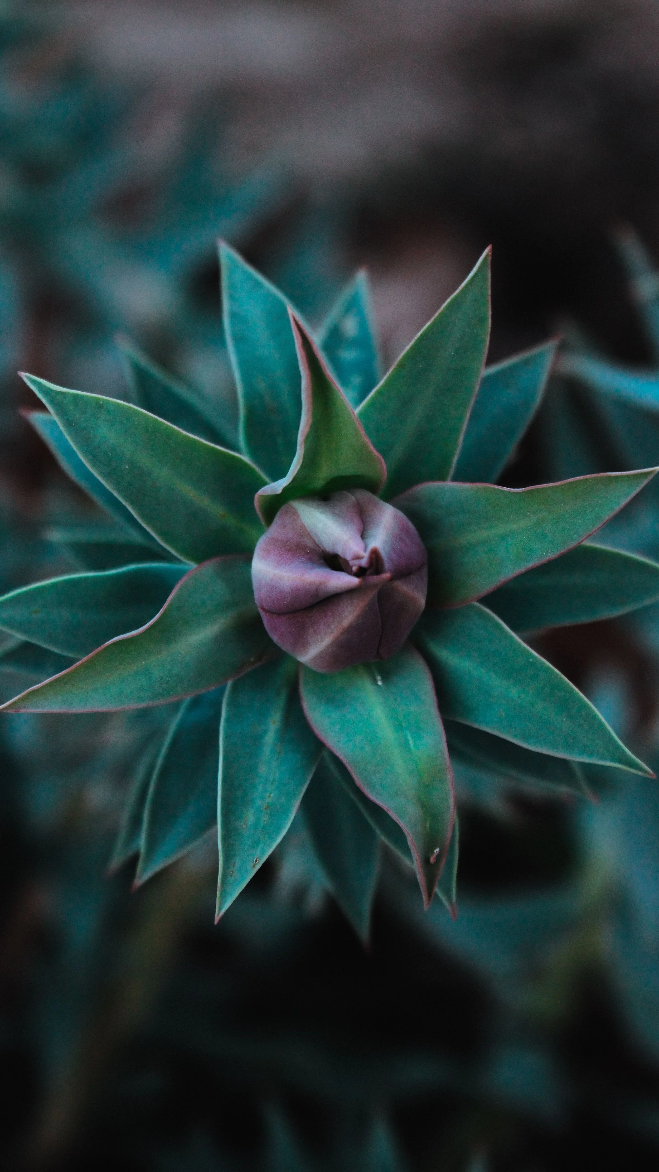 Close-up of a green succulent plant with a purple bud in the center.