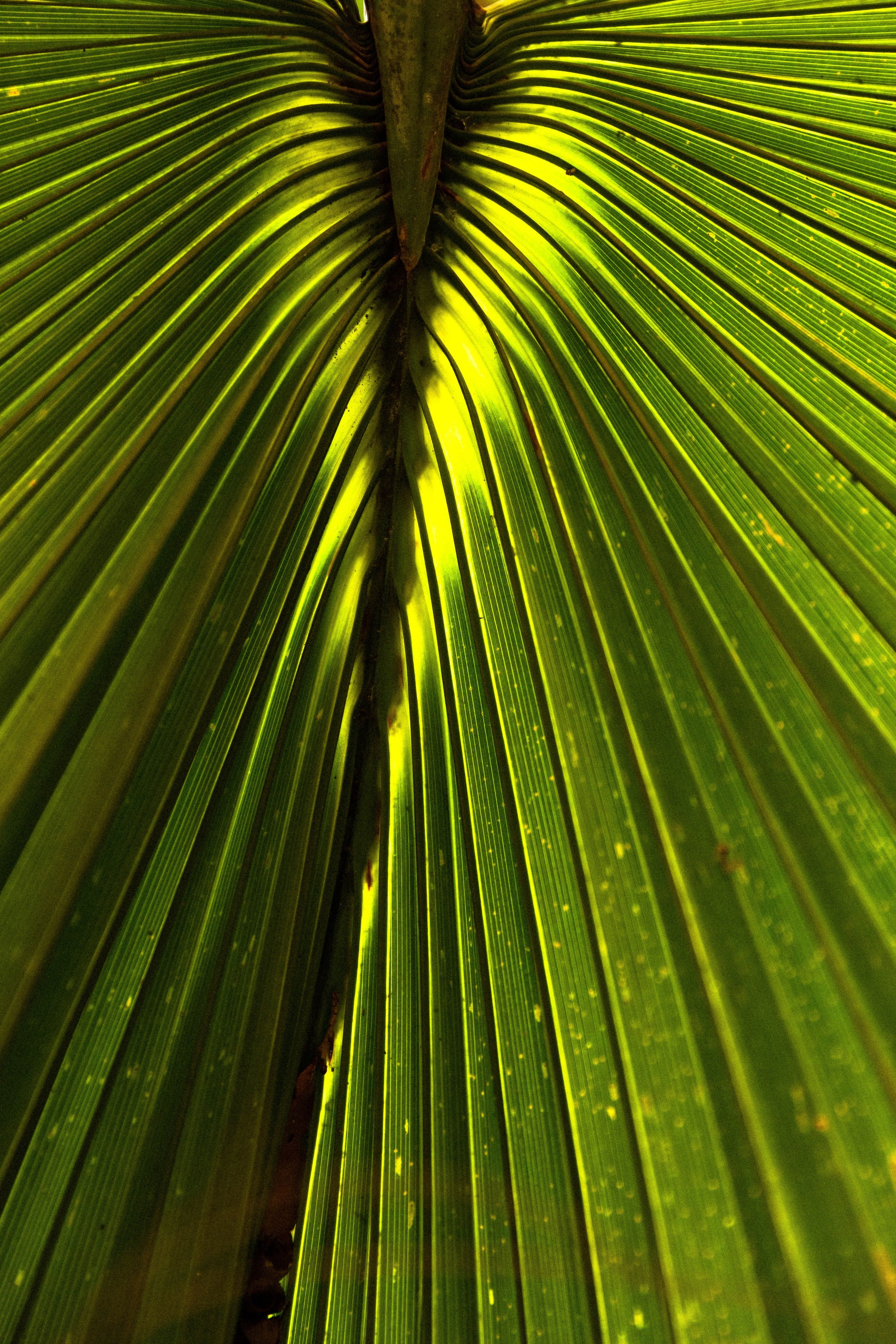 Close-up view of green palm leaves with sunlight shining through, highlighting the leaf veins.