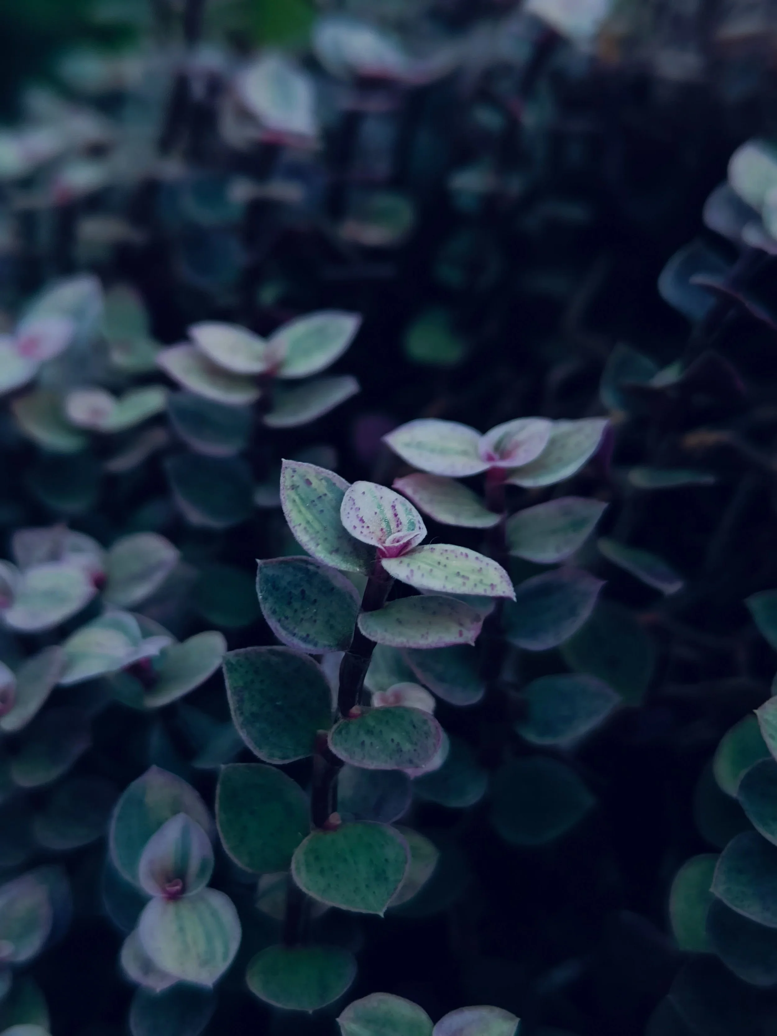 Close-up of small variegated leaves on a plant, with muted green, cream, and pink hues, densely packed.