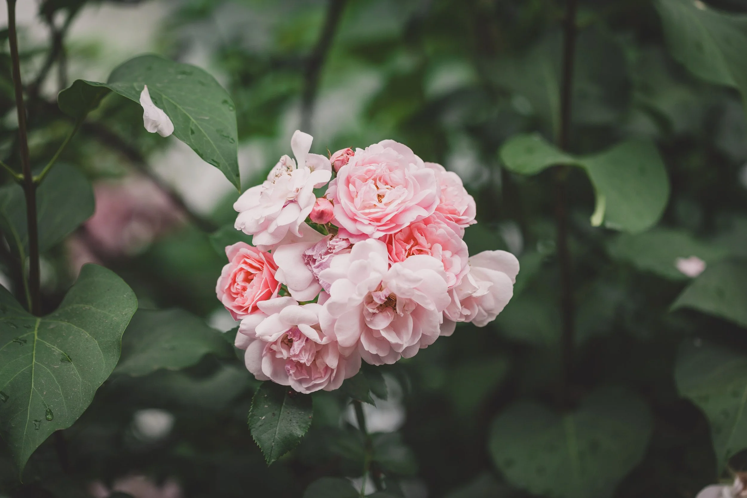 Pink roses surrounded by green leaves with water droplets, outdoors.