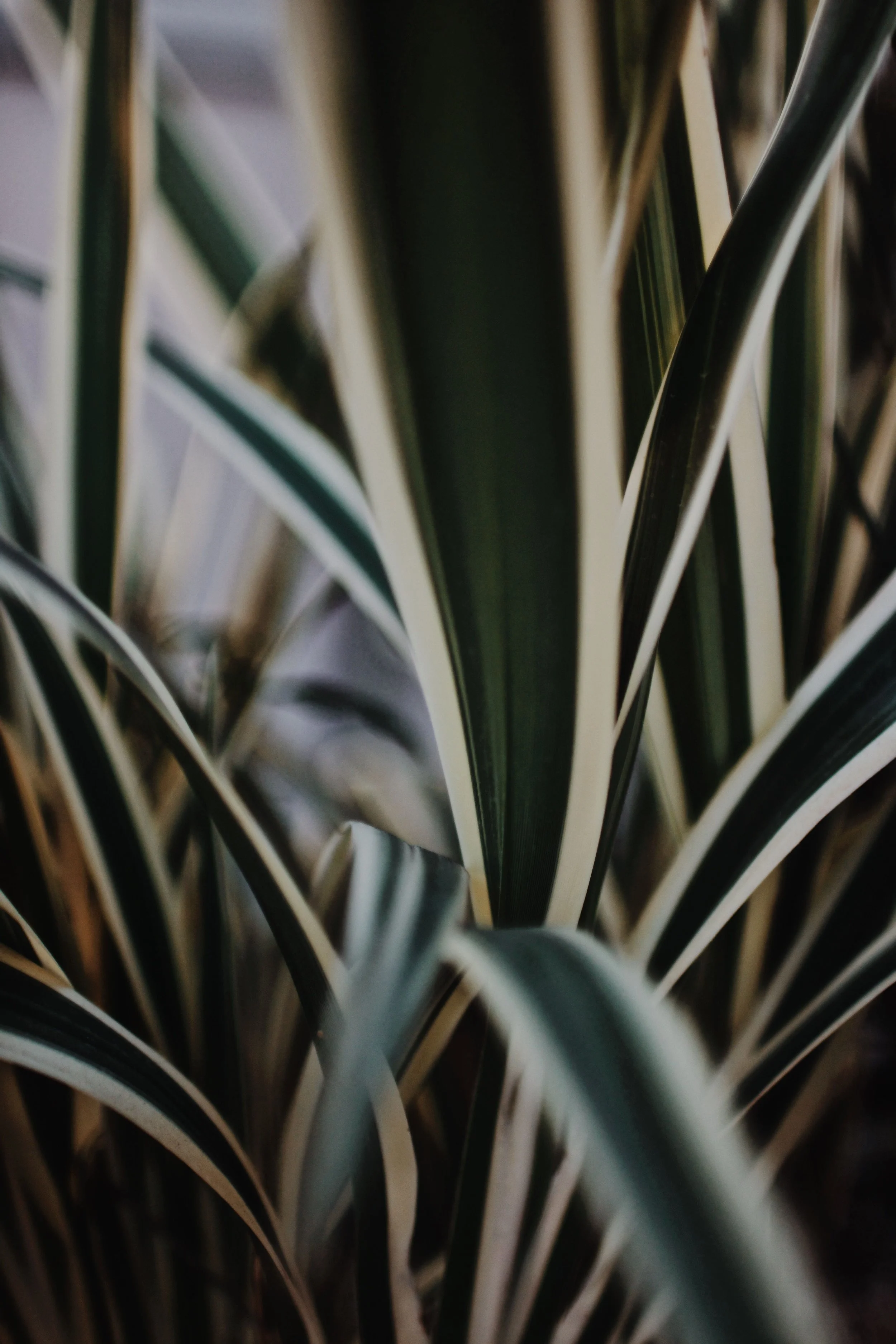 Close-up of long, pointed green and white variegated leaves, possibly of a tropical plant.