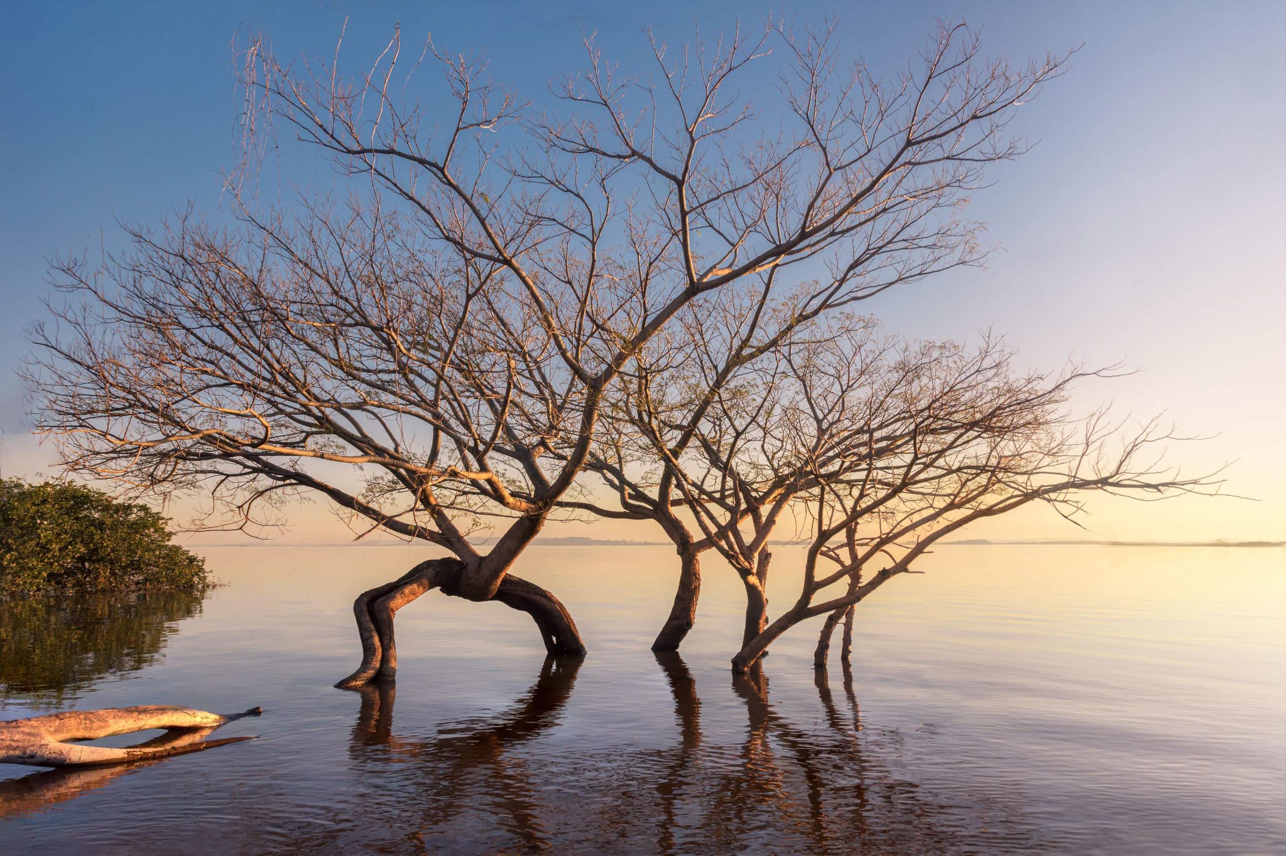 A leafless tree growing in water near a shoreline, with a calm body of water and a clear sky in the background.