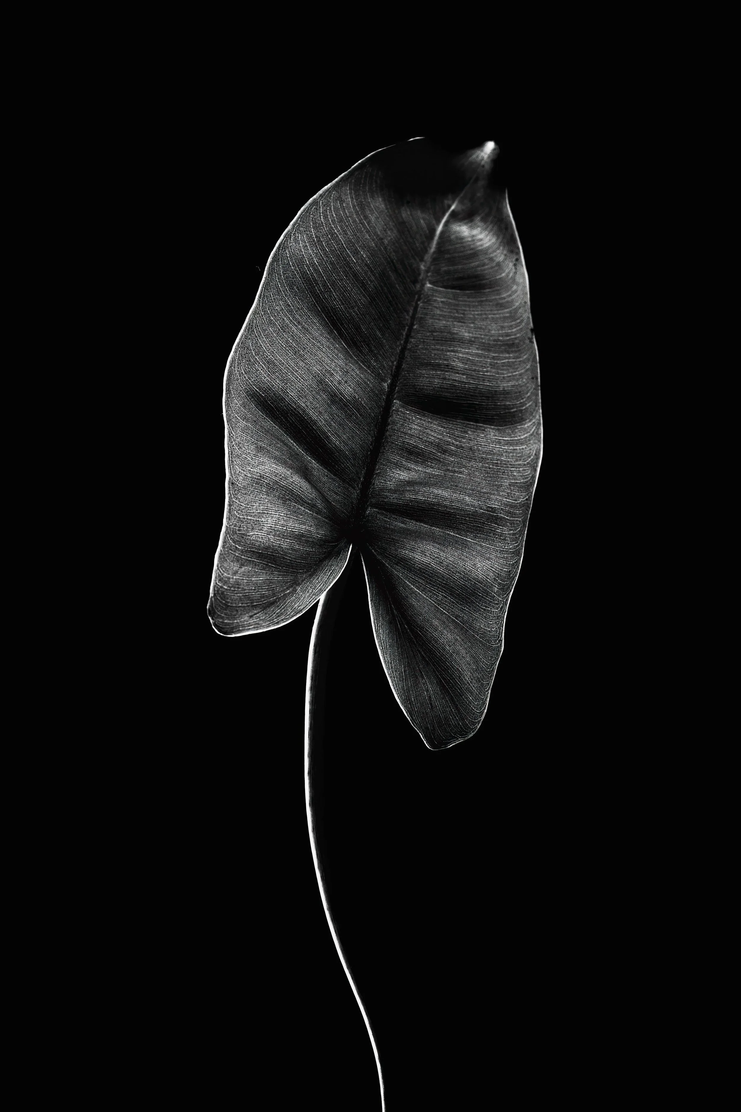 A black and white close-up image of a cotton plant with a single leaf and a long thin stem against a black background.