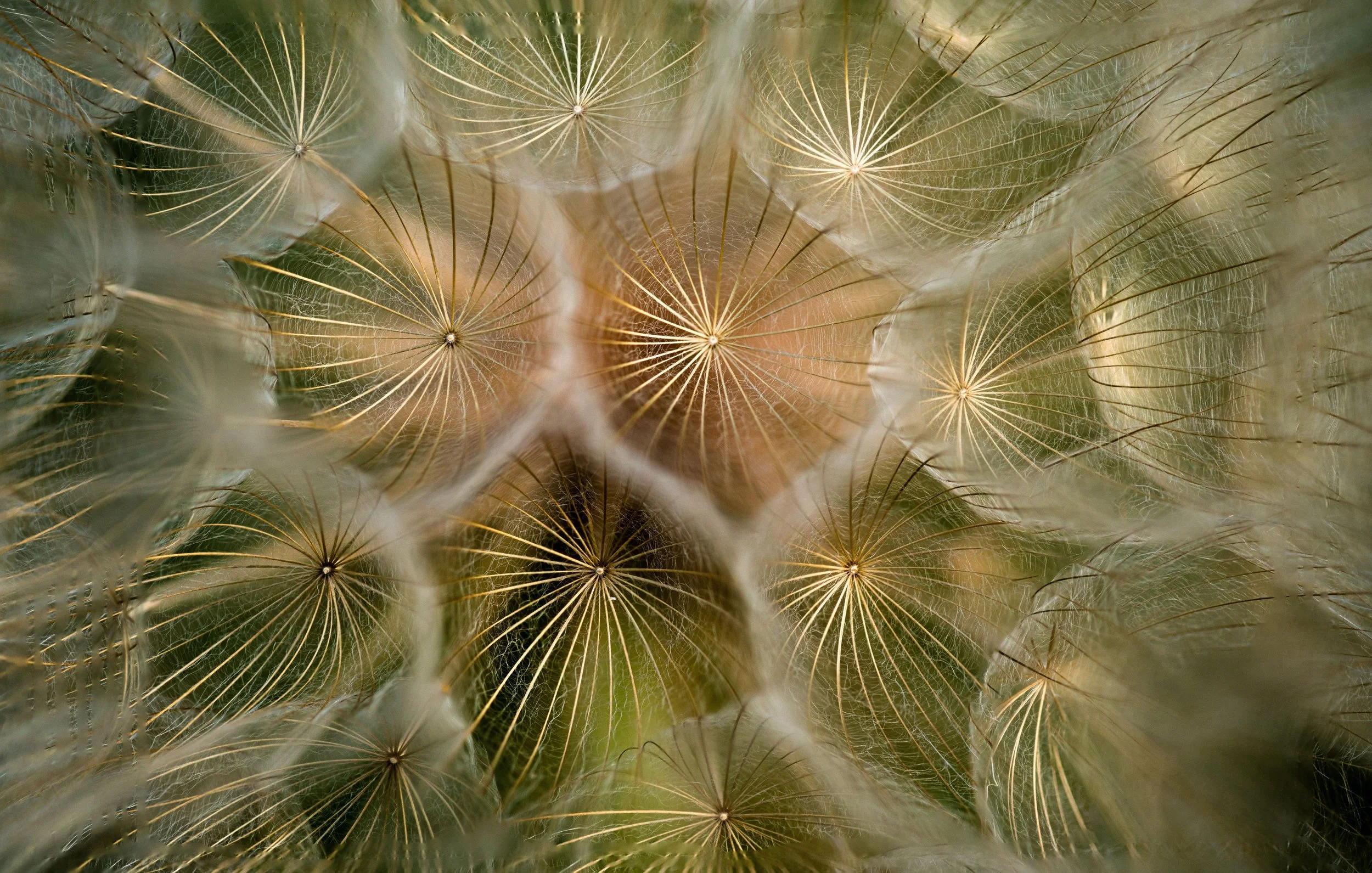 Close-up of dandelion seed heads, showing fine, white, feathery structures with a green blurred background.