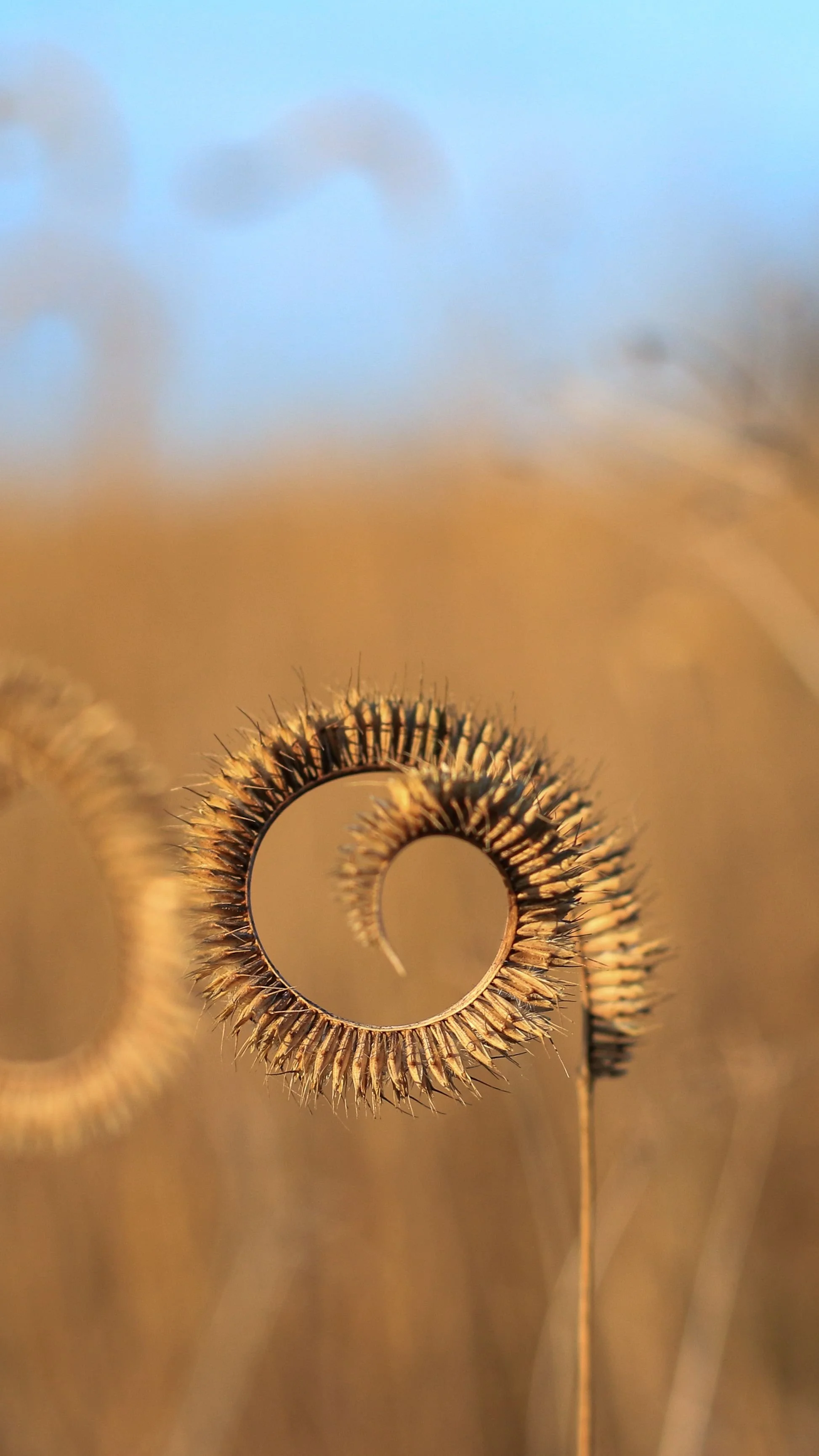 Close-up of dried plant seed heads with circular pattern and spiky texture, set against a blurred background of blue sky and beige ground.