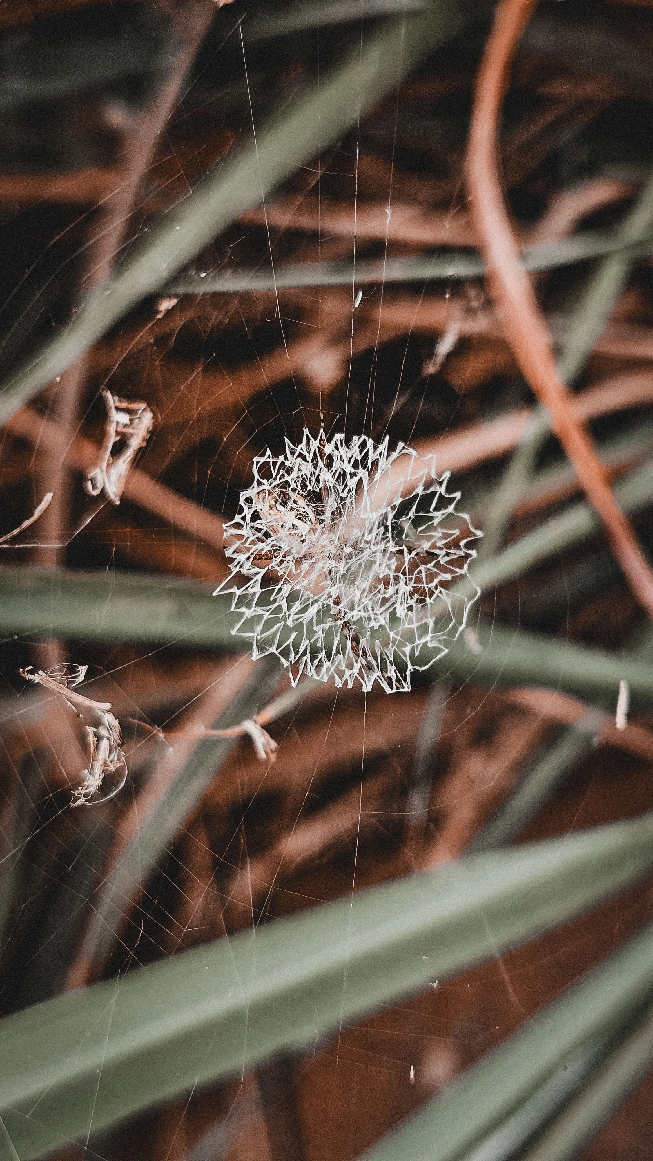 Close-up of a spider web with a white, irregularly shaped spider egg sac in the center, surrounded by green plant leaves and brown twigs.