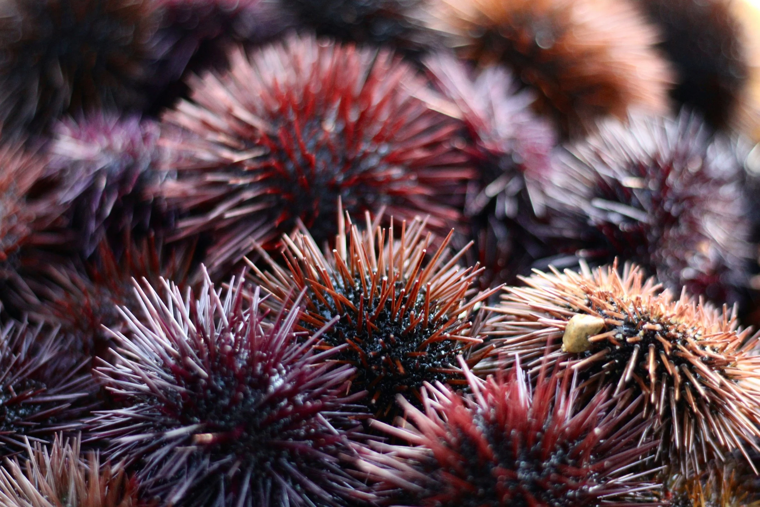 Close up underwater photography of sea urchins