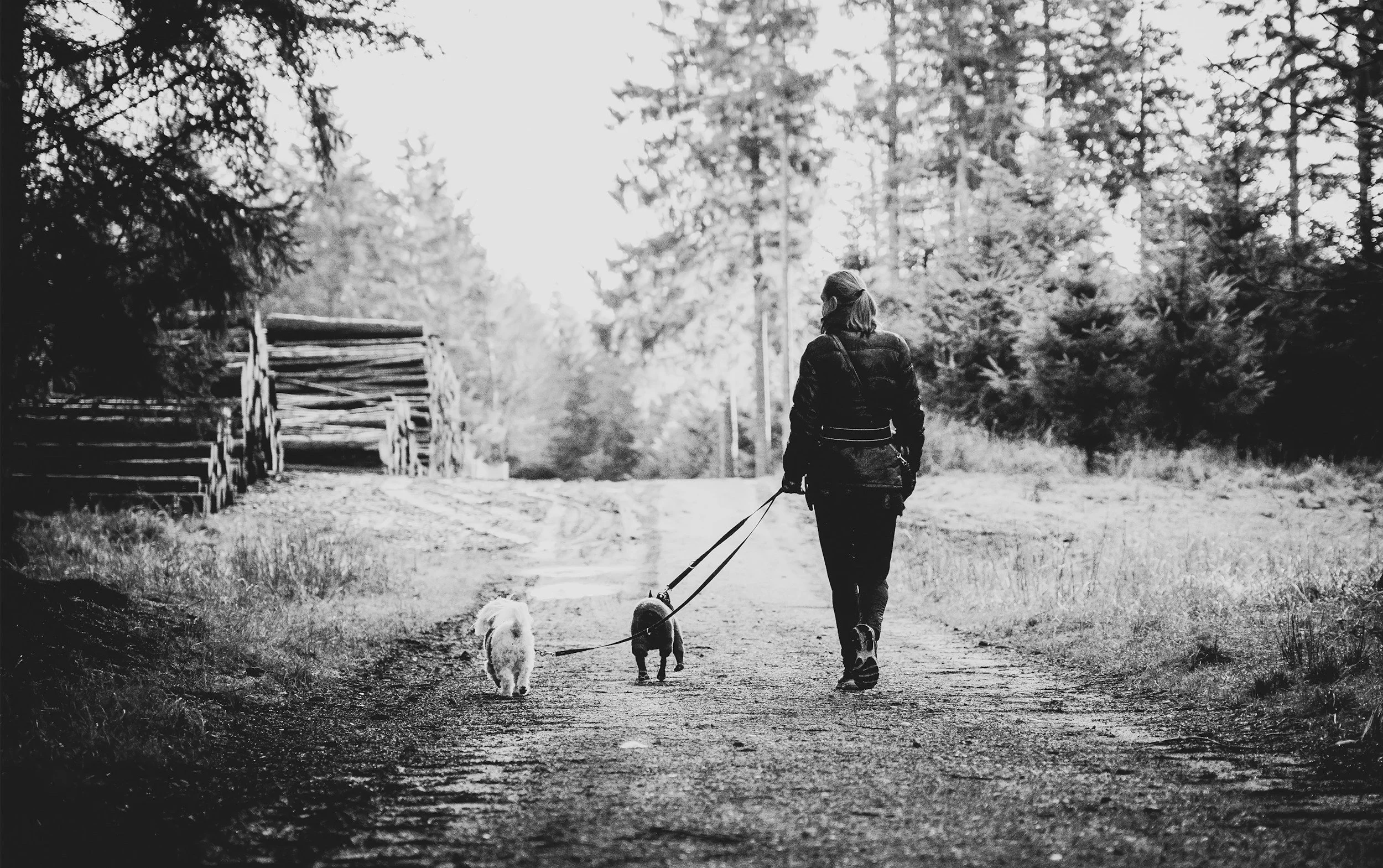 A woman walking two dogs in the woods