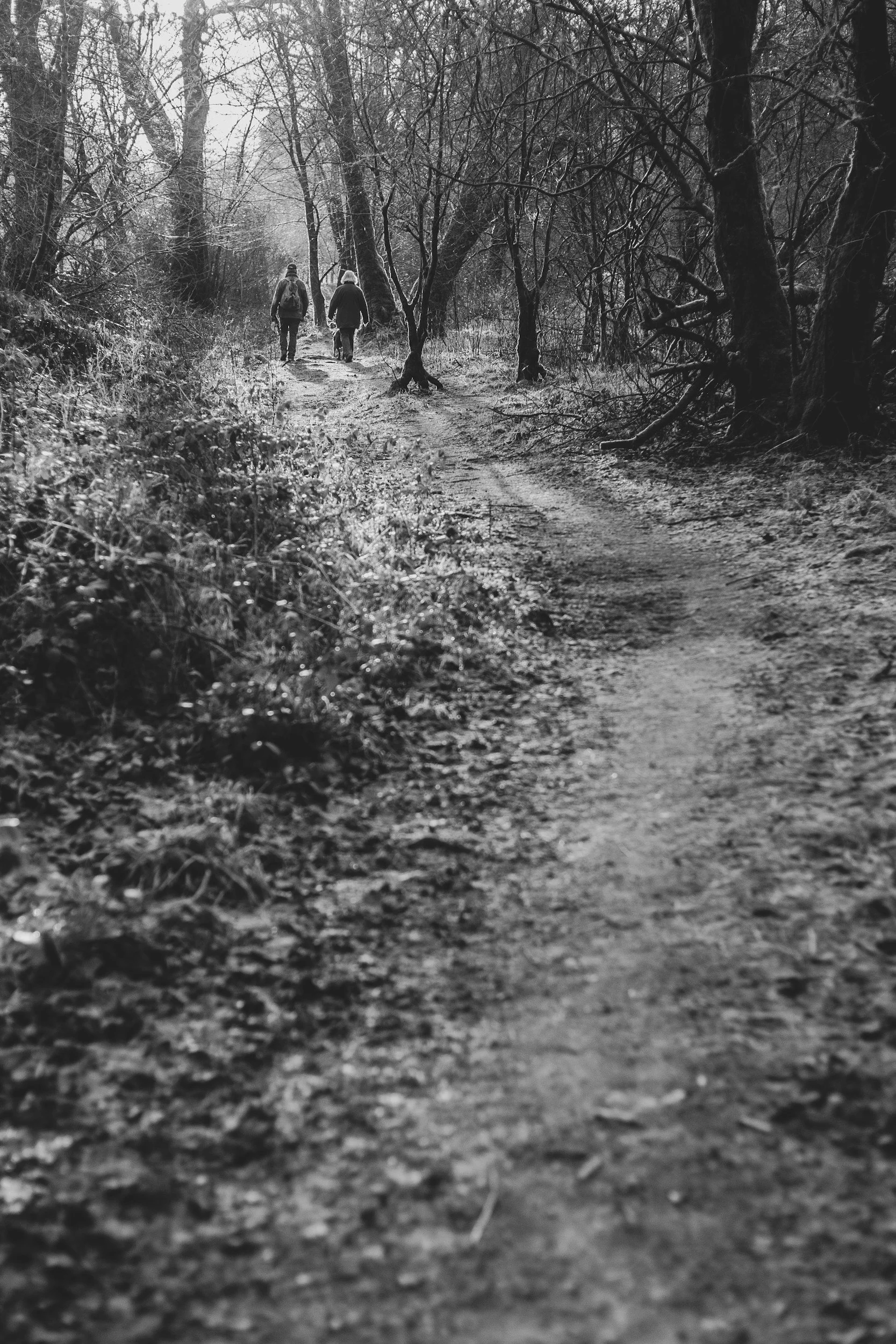 Two people walking down a forest path
