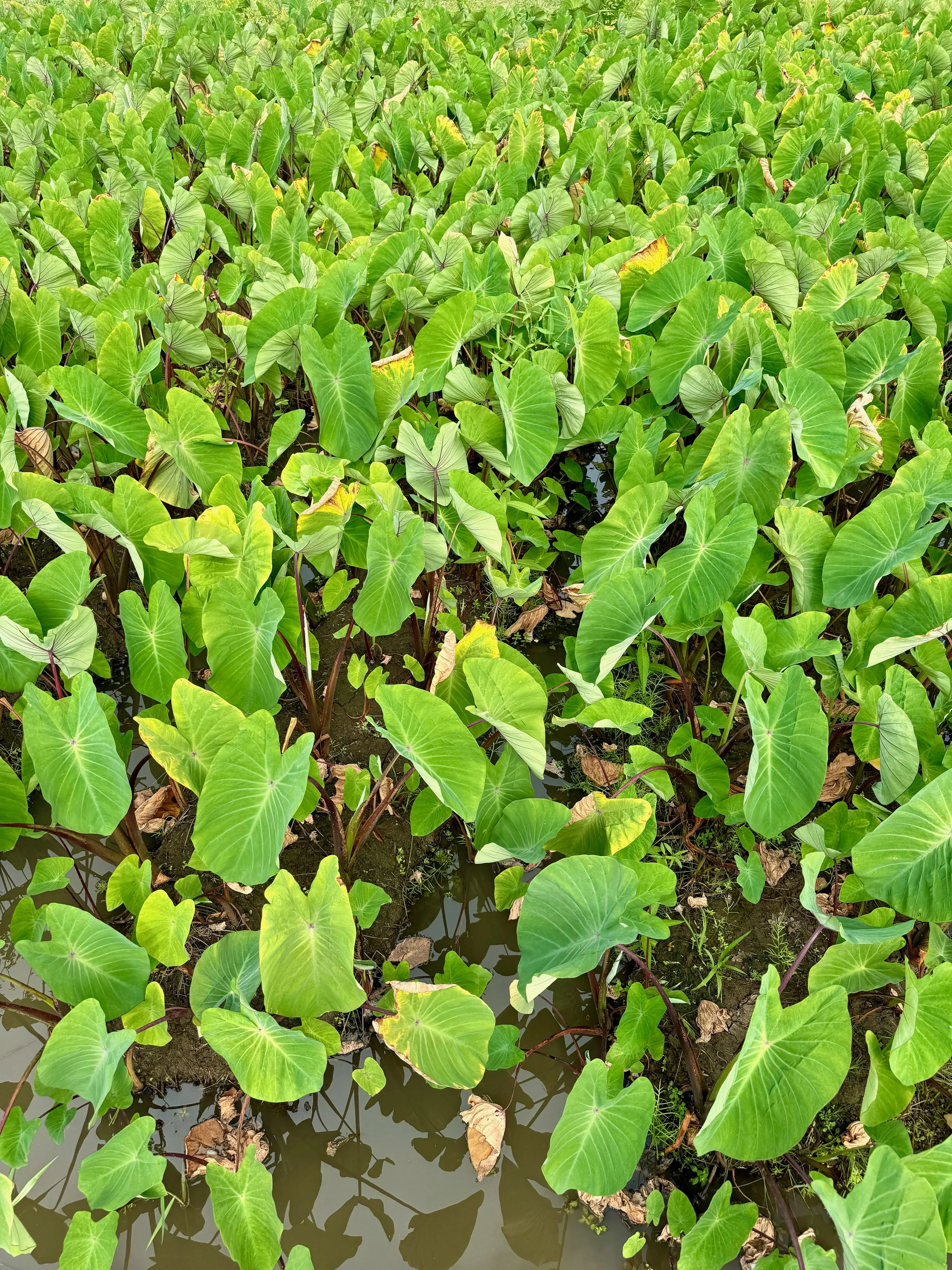 A dense patch of green leafy plants with heart-shaped leaves growing in muddy water.