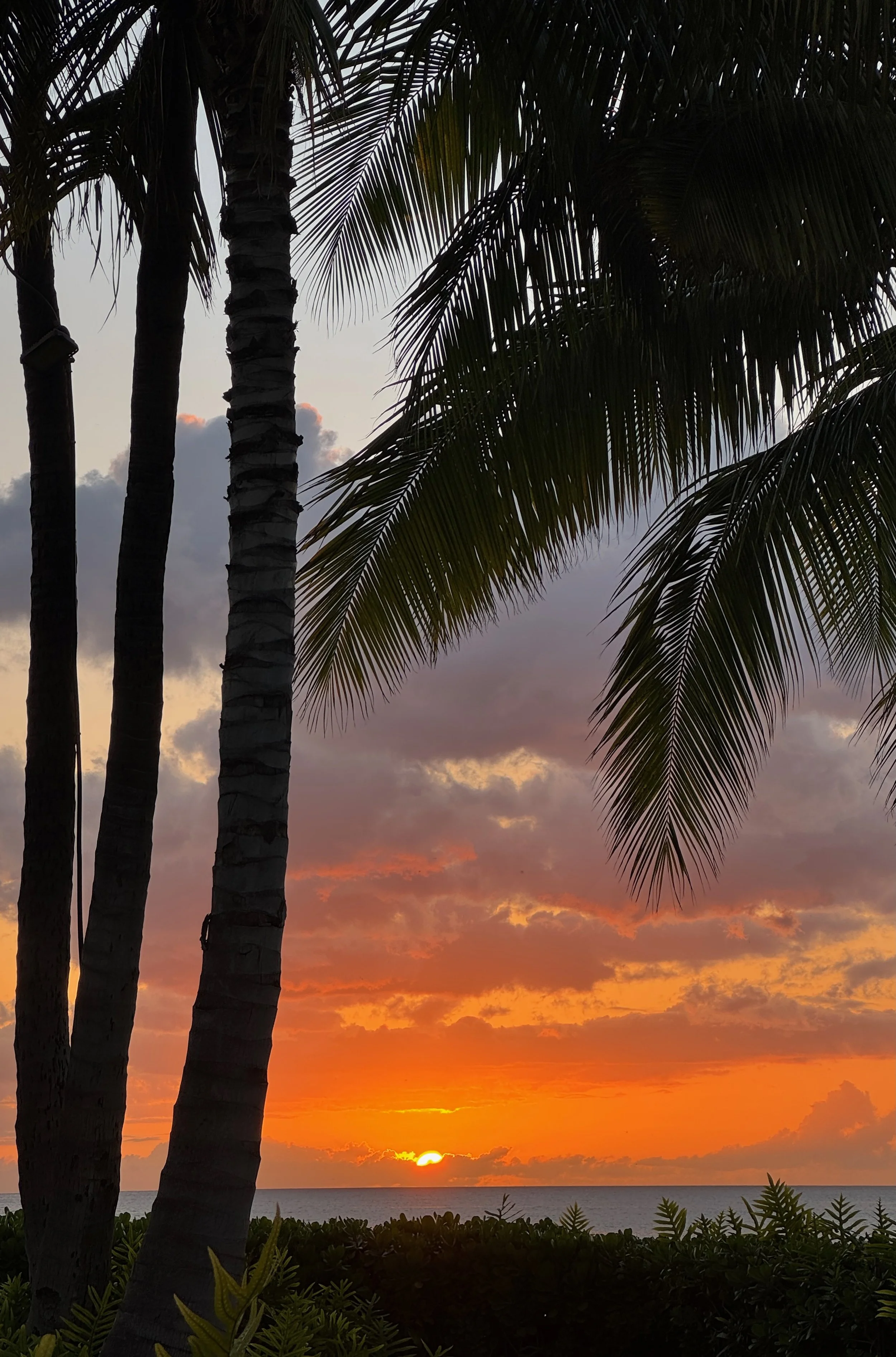 A tropical sunset over the ocean with palm trees in the foreground, vibrant orange, yellow, and purple sky, and clouds above the horizon.